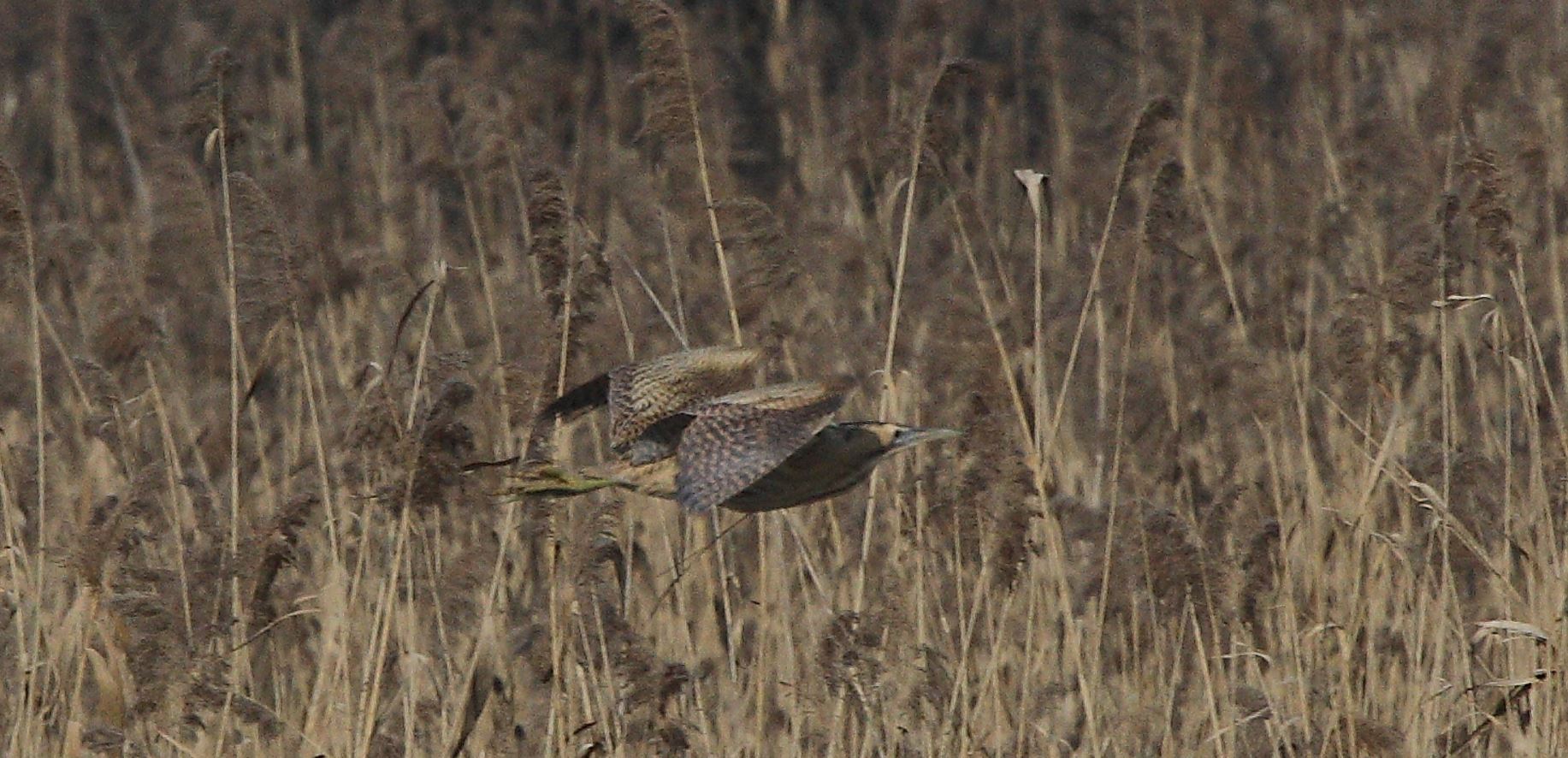 bittern 24-01-2022
