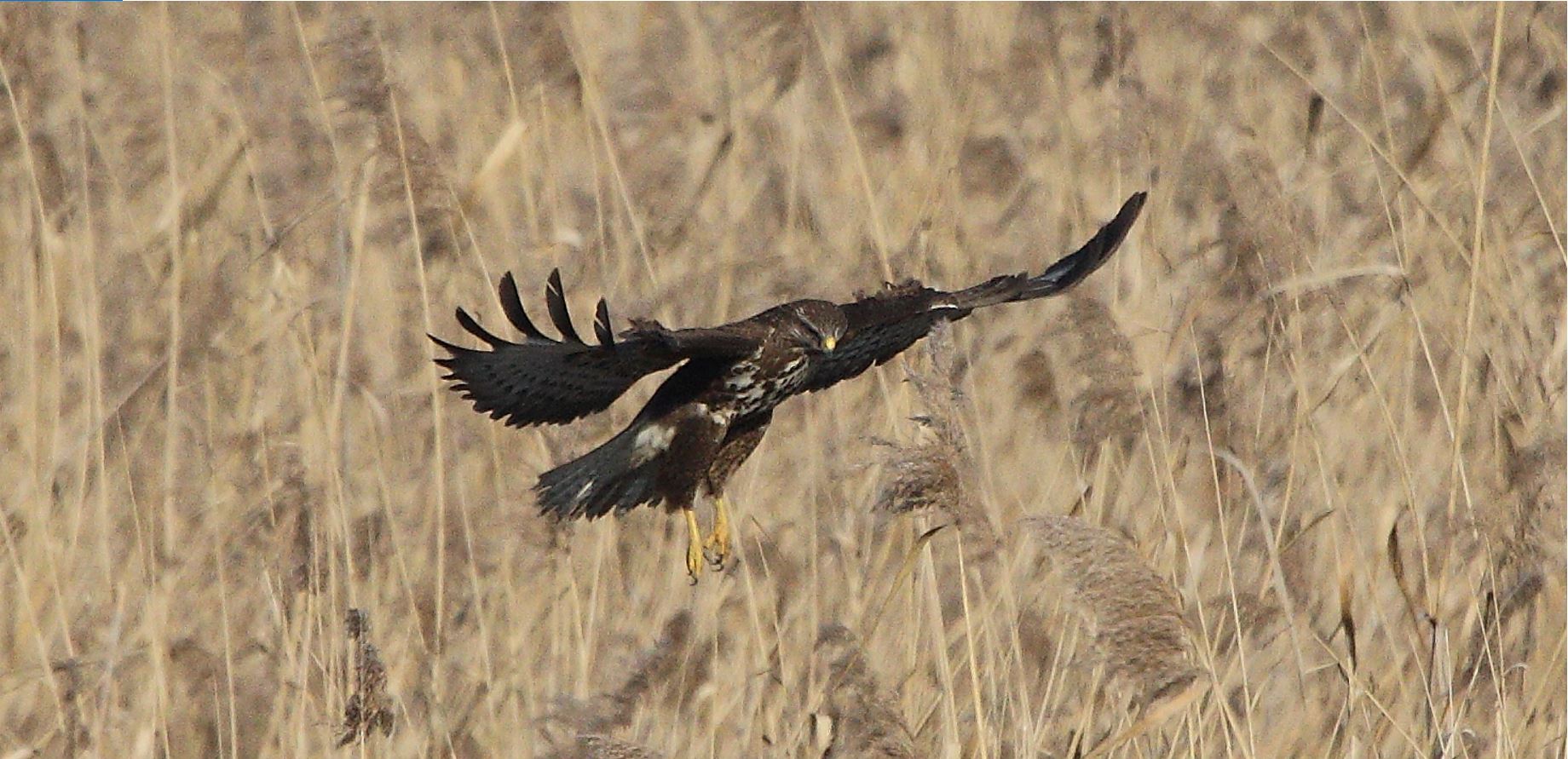 Buteo 324-01-2022