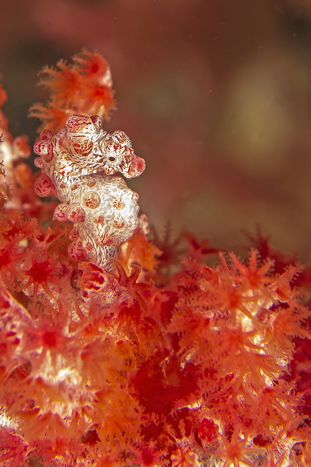 Hippocampus bargibanti