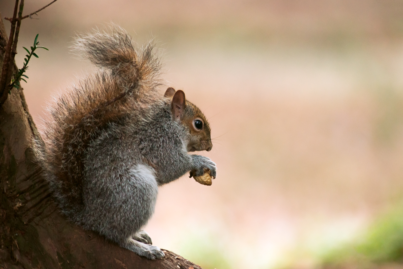 Scoiattolo grigio
