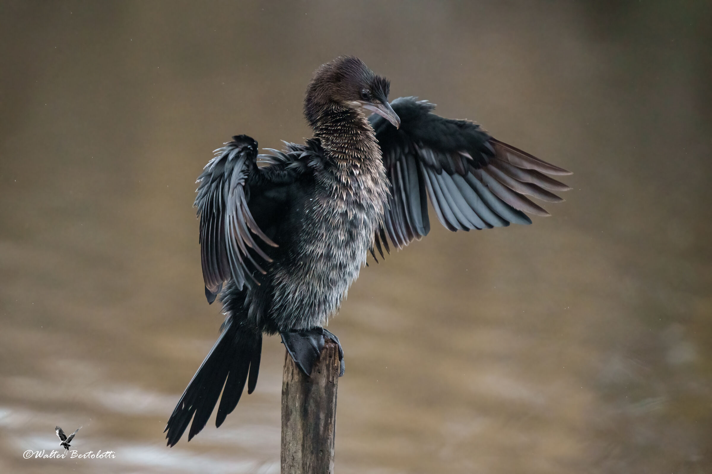 l'asciugatura delle penne