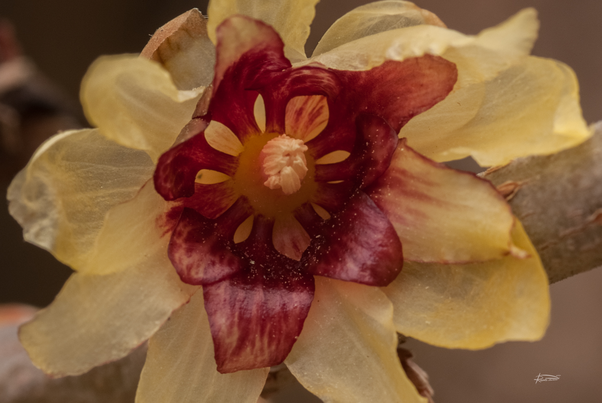 Calycanthus praecox (Calicanto d'Inverno)