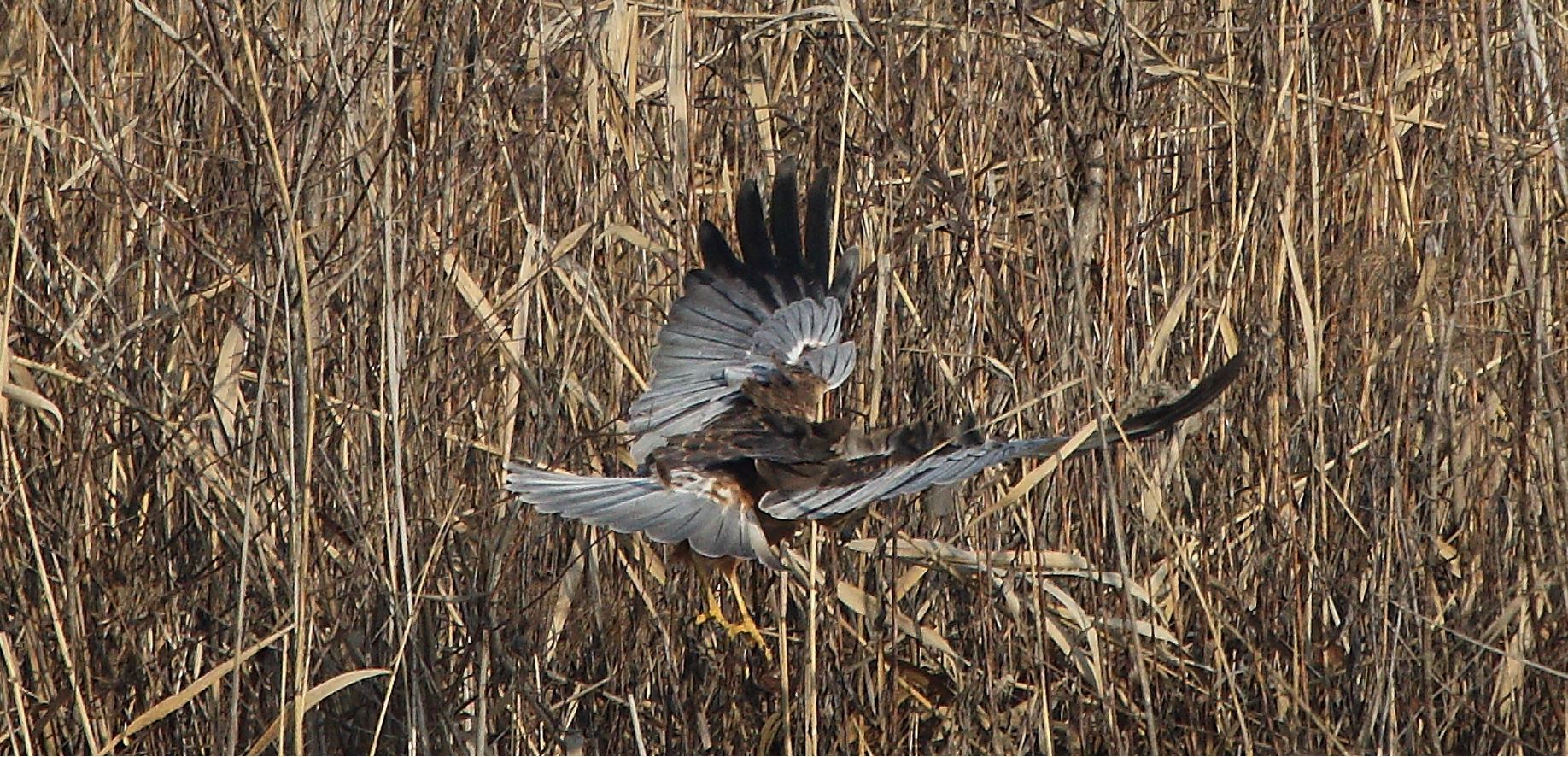 marsh falcon 21-01-2022
