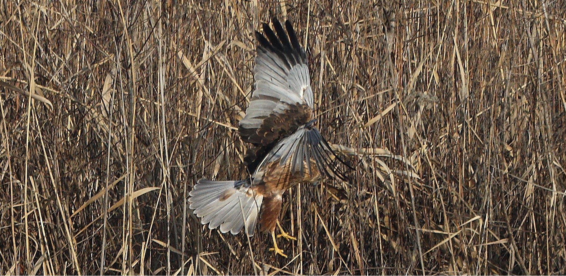 marsh falcon 21-01-2022
