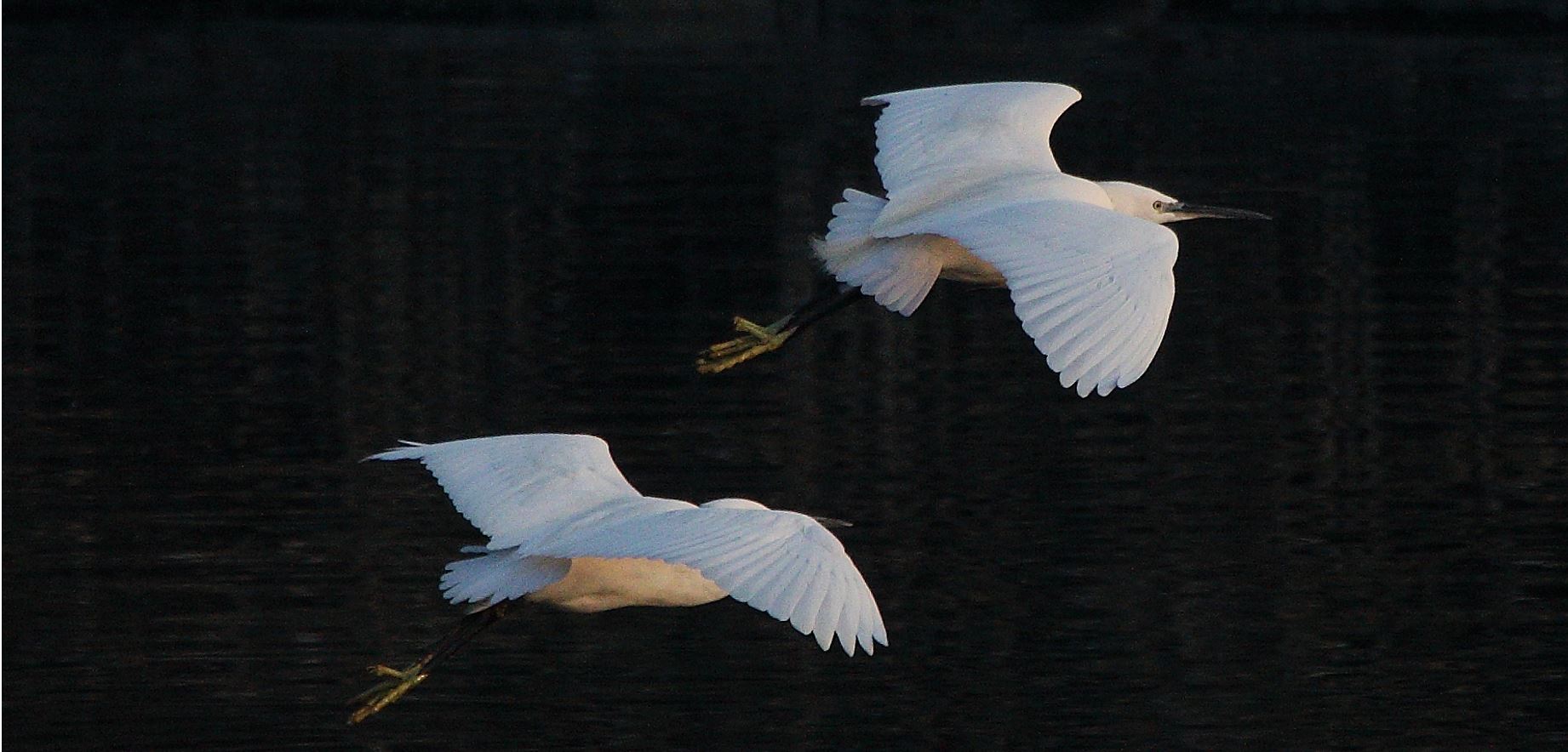 Egrets
