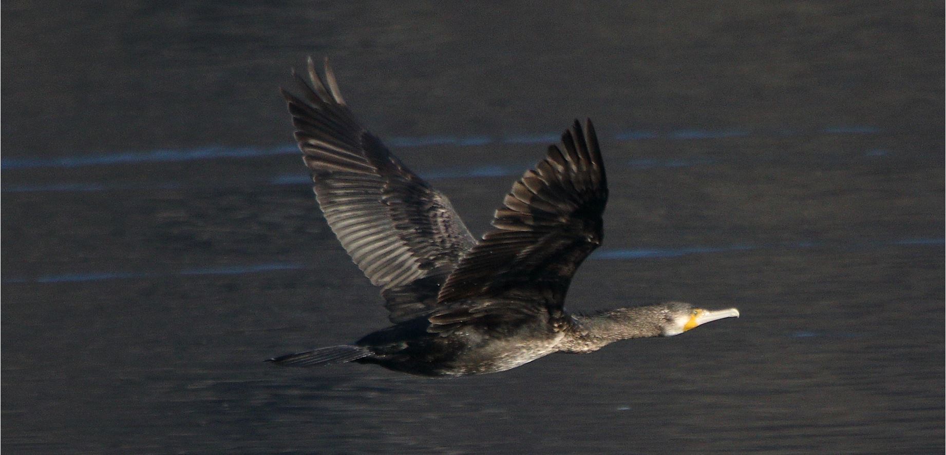 cormorant 22-01-2022