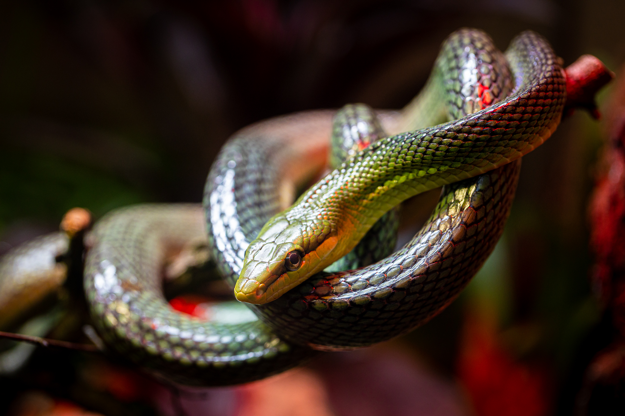 A red-tailed snake posing on a branch