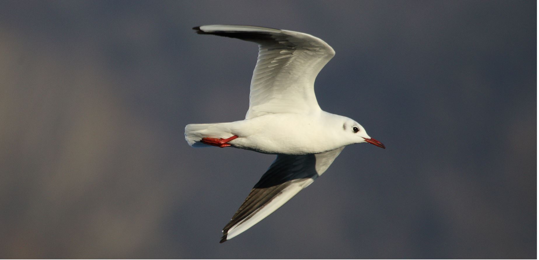 terrestrial gull 22-01-2022