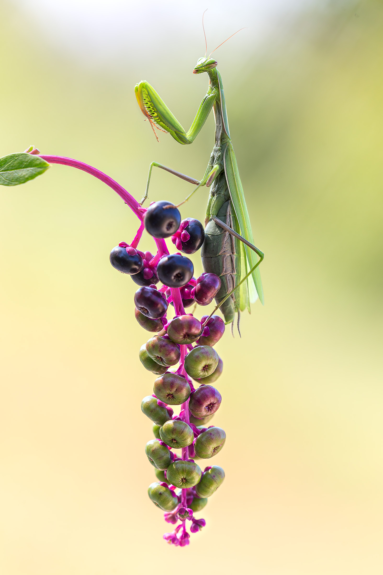 Mantide e Phytolacca americana