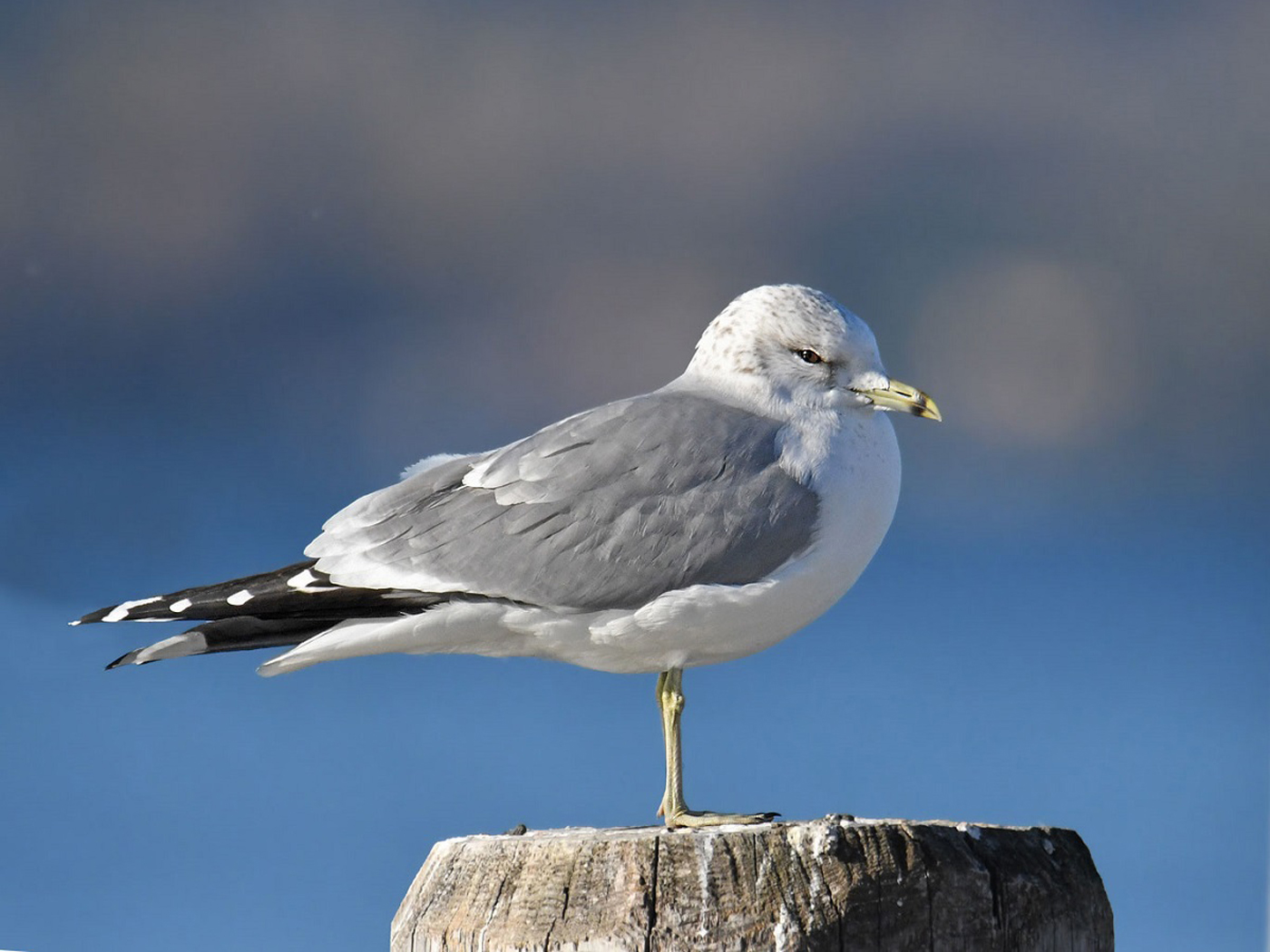Common gull