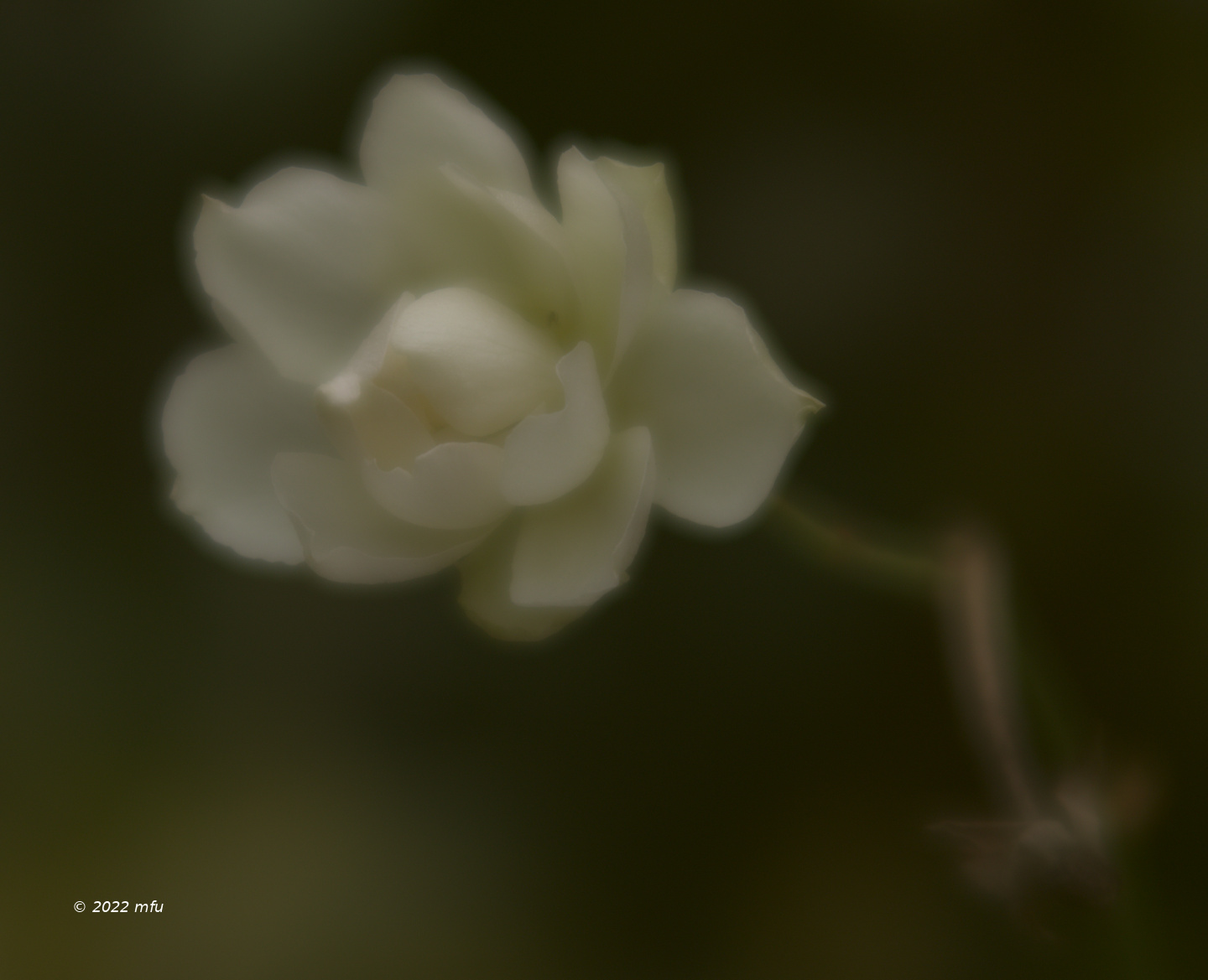 In the winter garden ... dreaming of spring