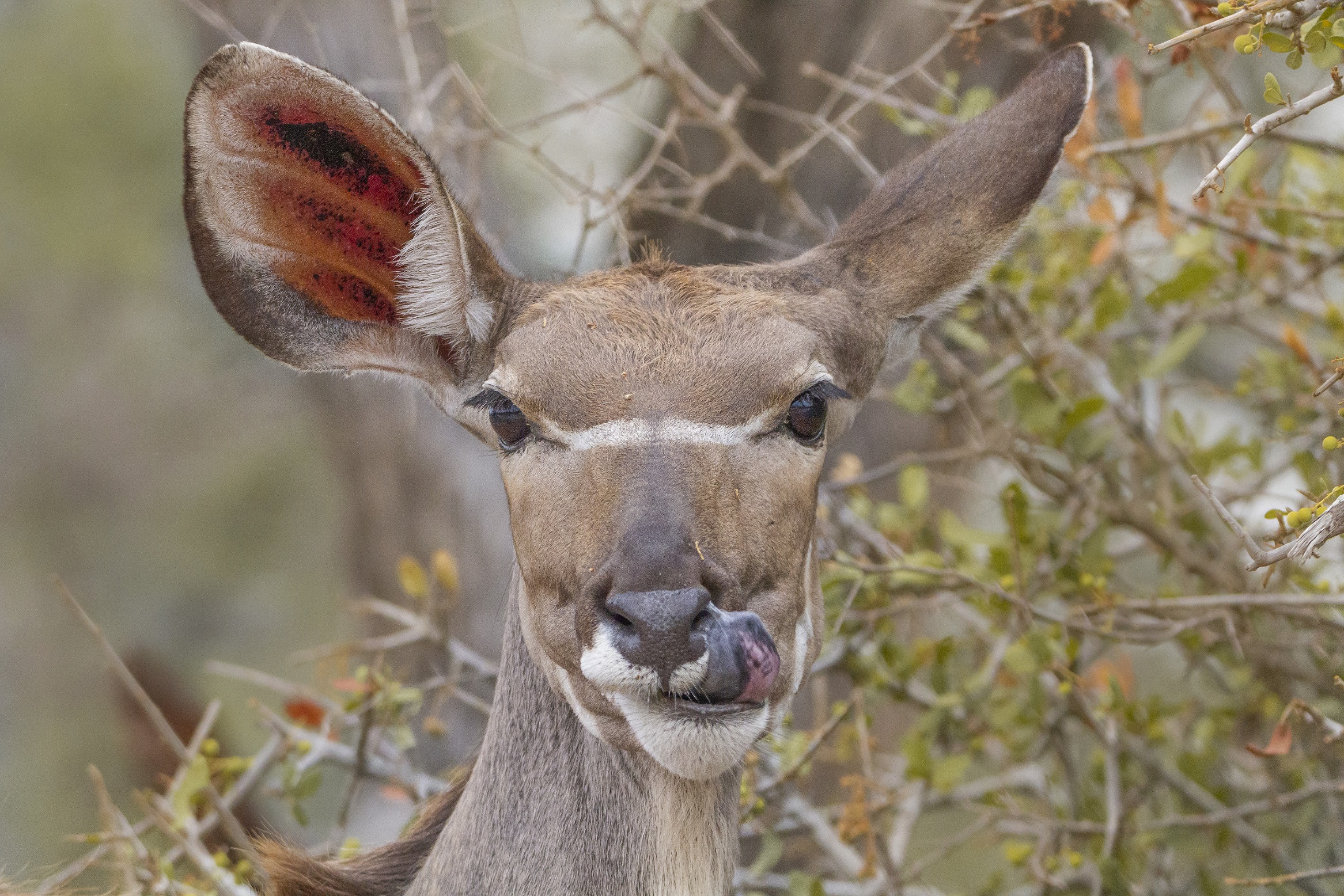 ... quasi da leccarsi i baffi...