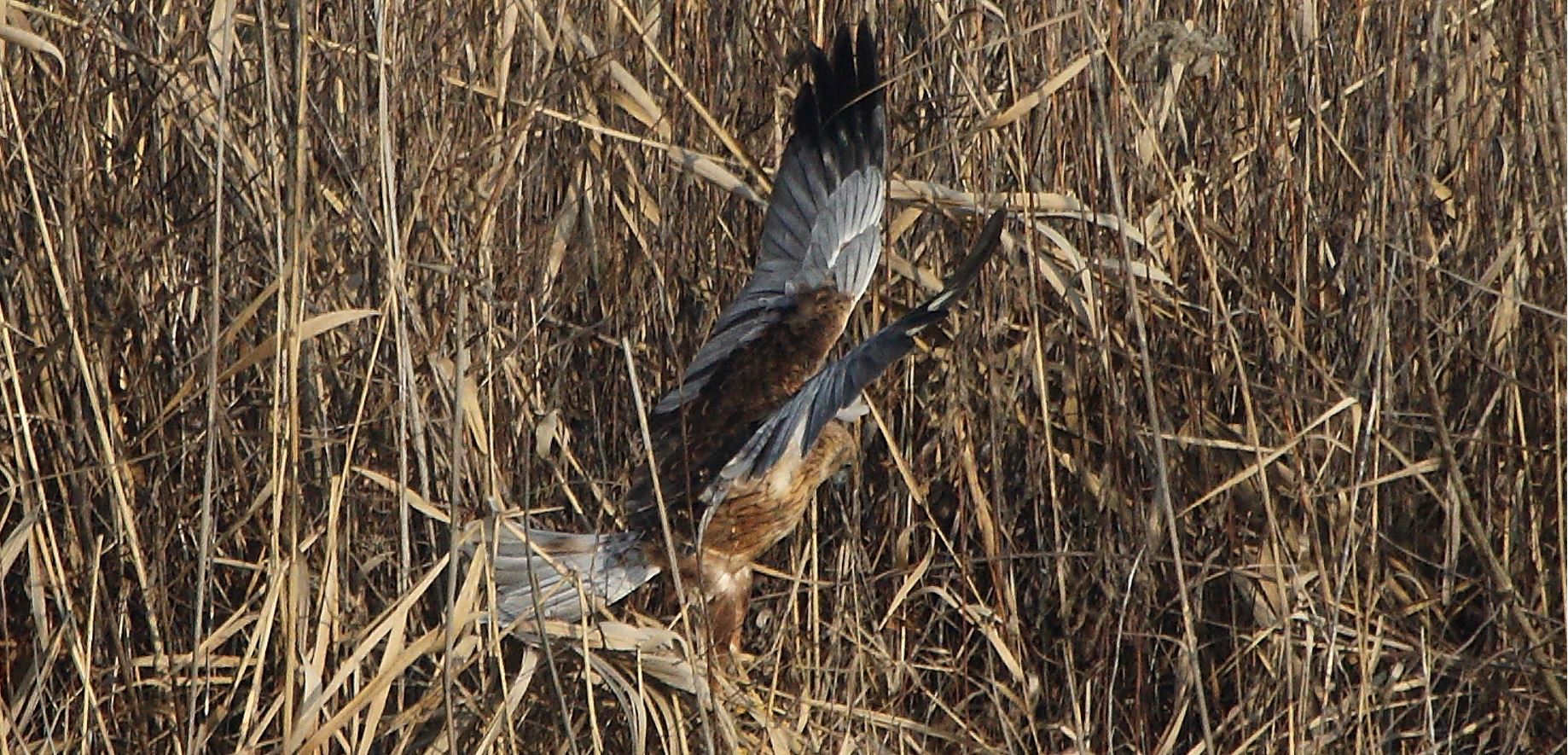 marsh falcon 21-01-2022