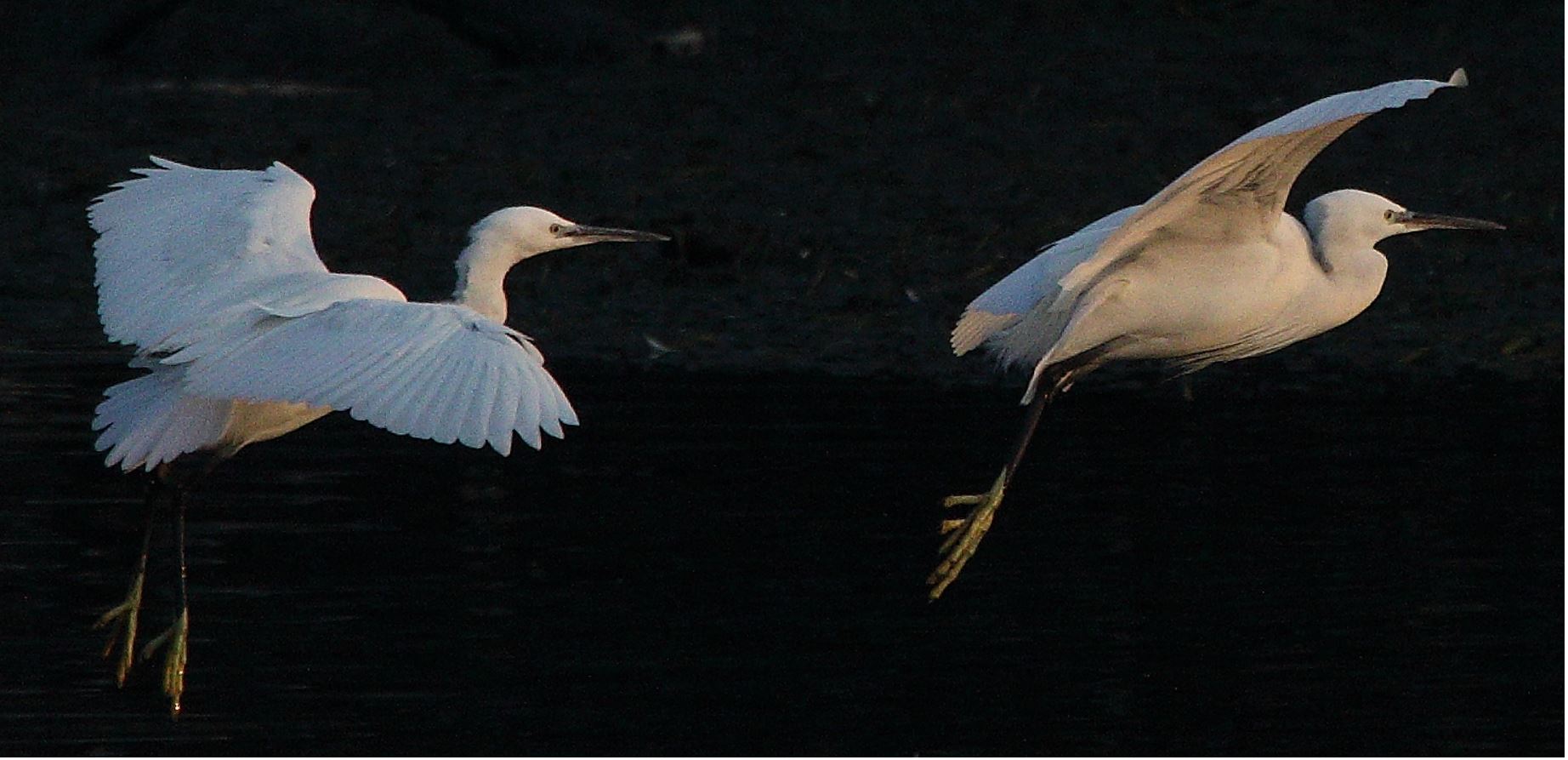 egrets 20-01-2022
