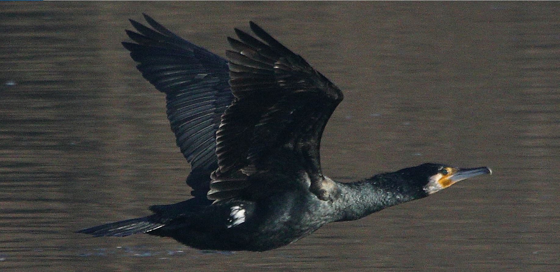 cormorant 22-01-2022