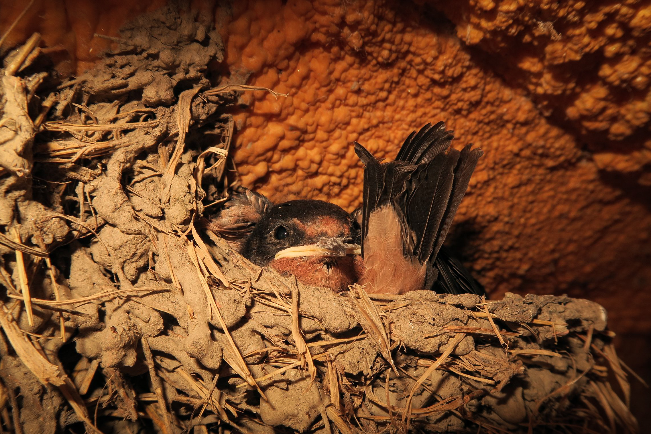 La rondine e la sua fortezza.