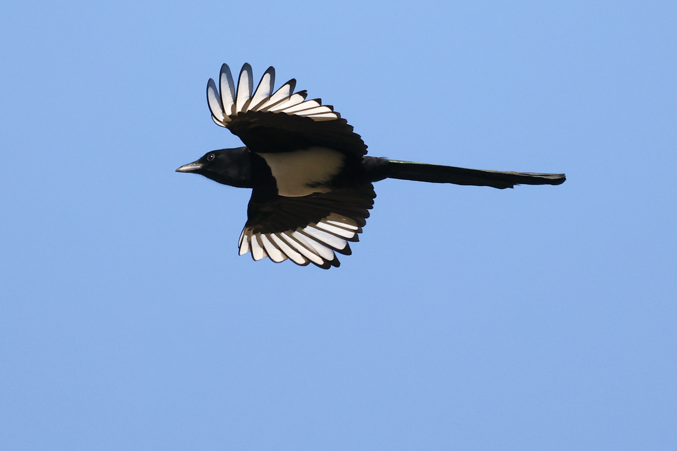 magpie