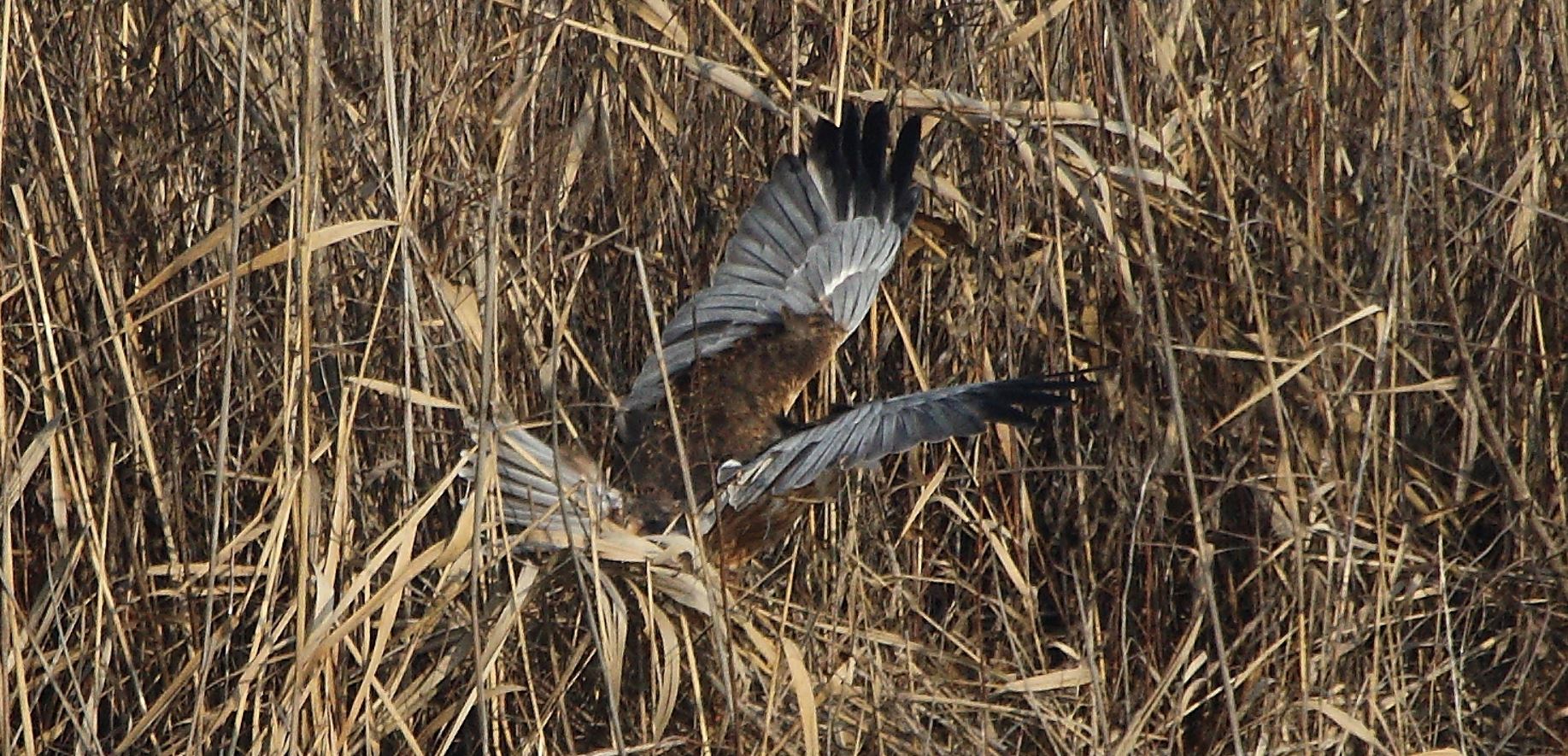 marsh falcon 21-01-2022