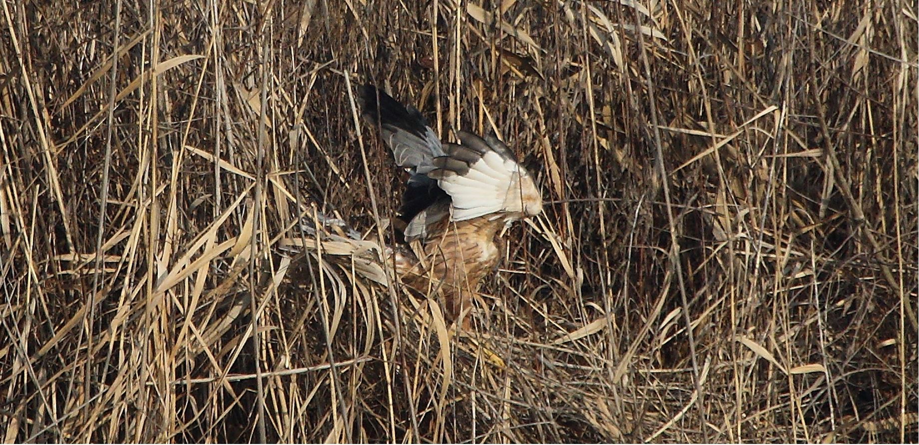 marsh falcon 21-01-2022