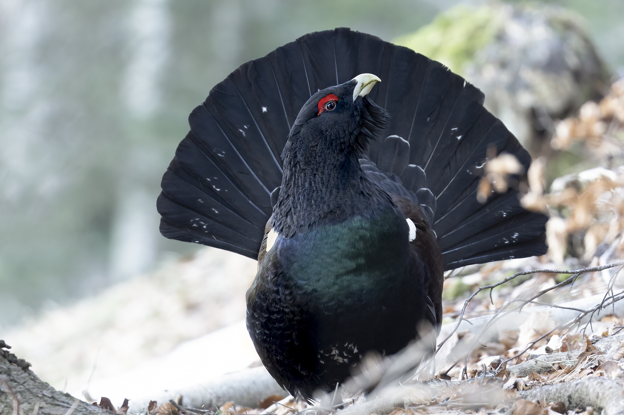 gallo cedrone nel sottobosco