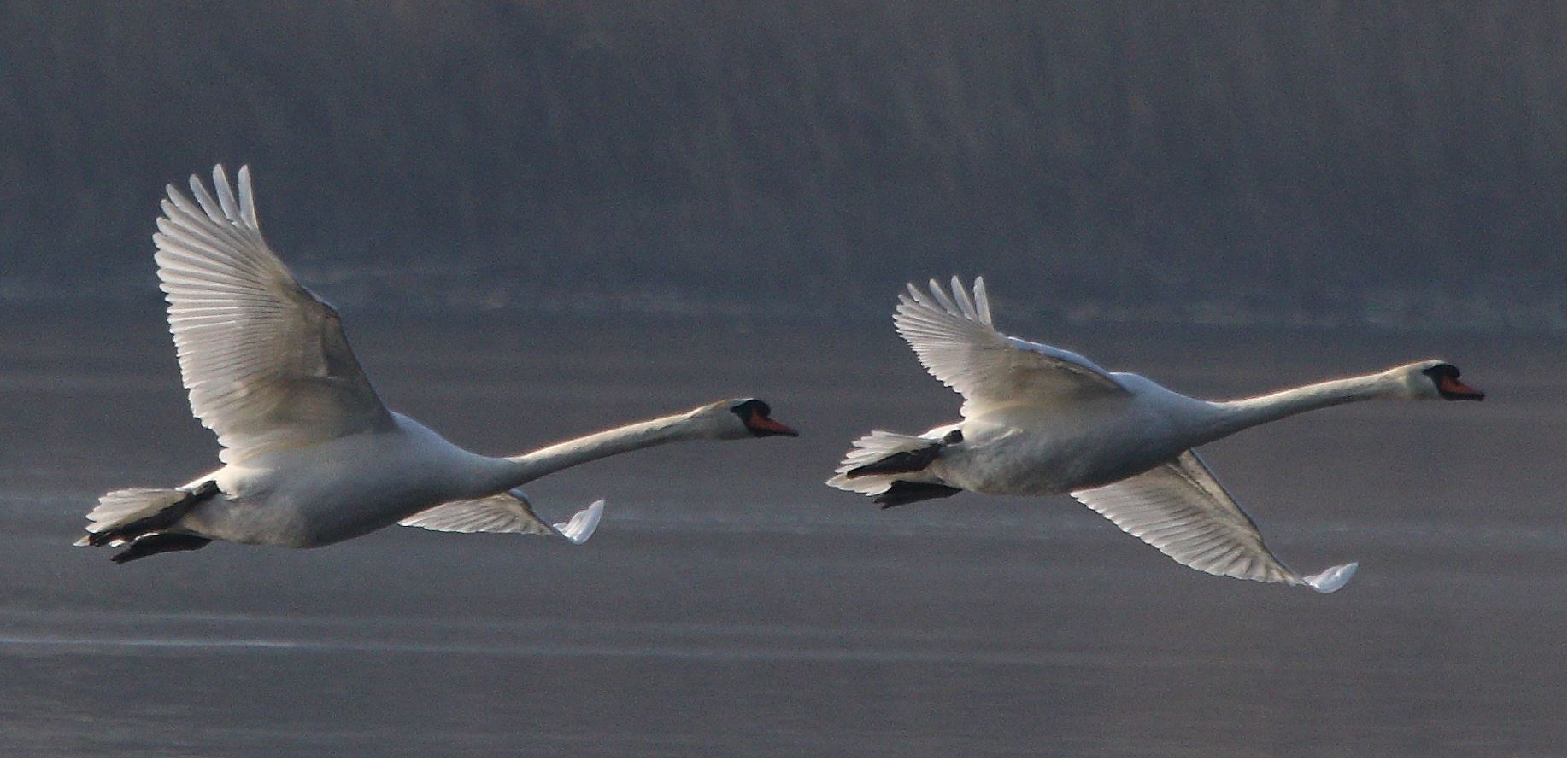 swans in flight