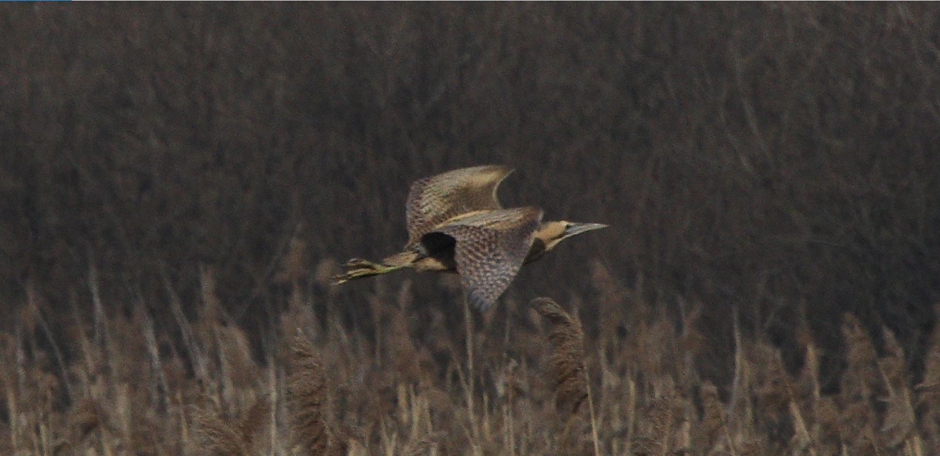 Bittern 24-01-2022