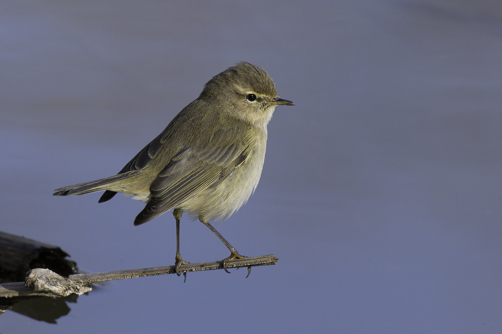 Luì piccolo in osservazione