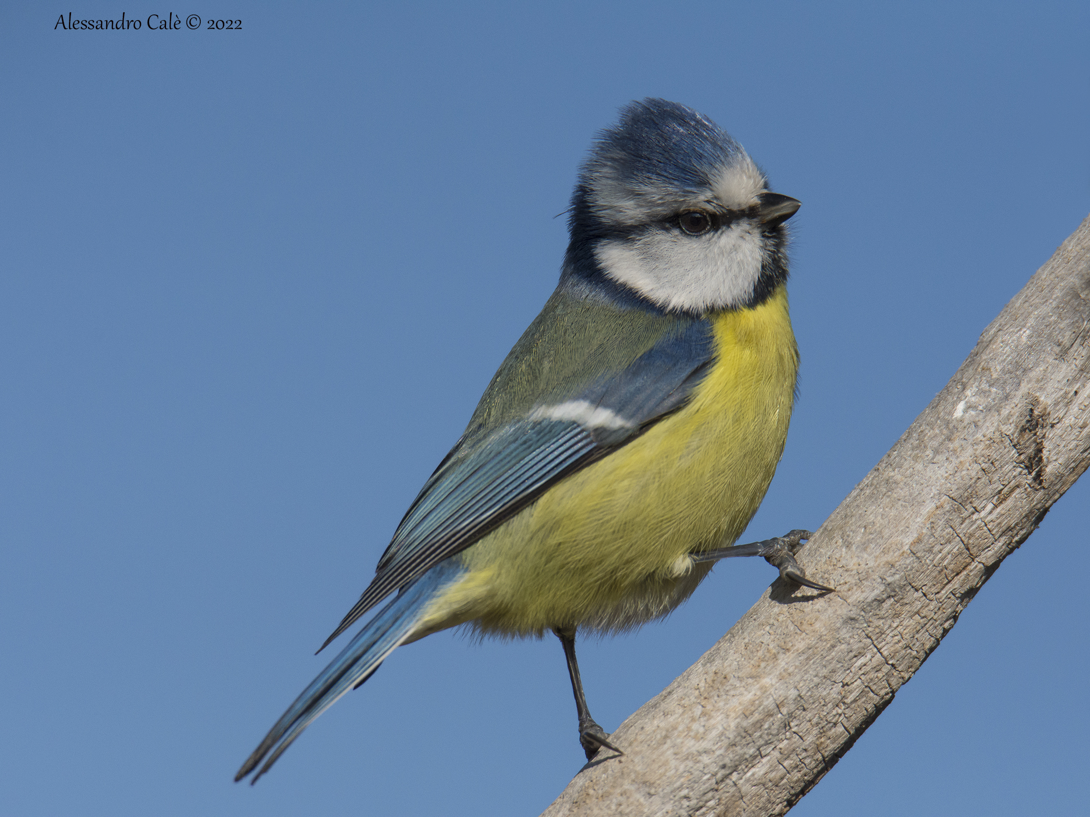 Cyanistes caeruleus (Cinciarella) 4837