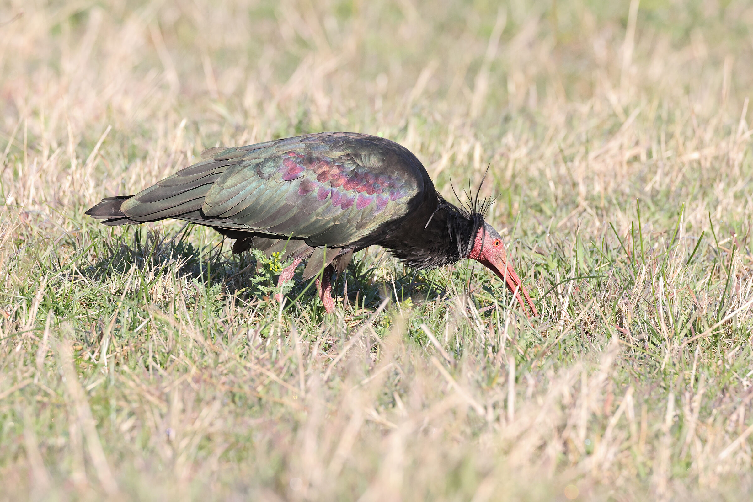 Ibis Eremita al pascolo