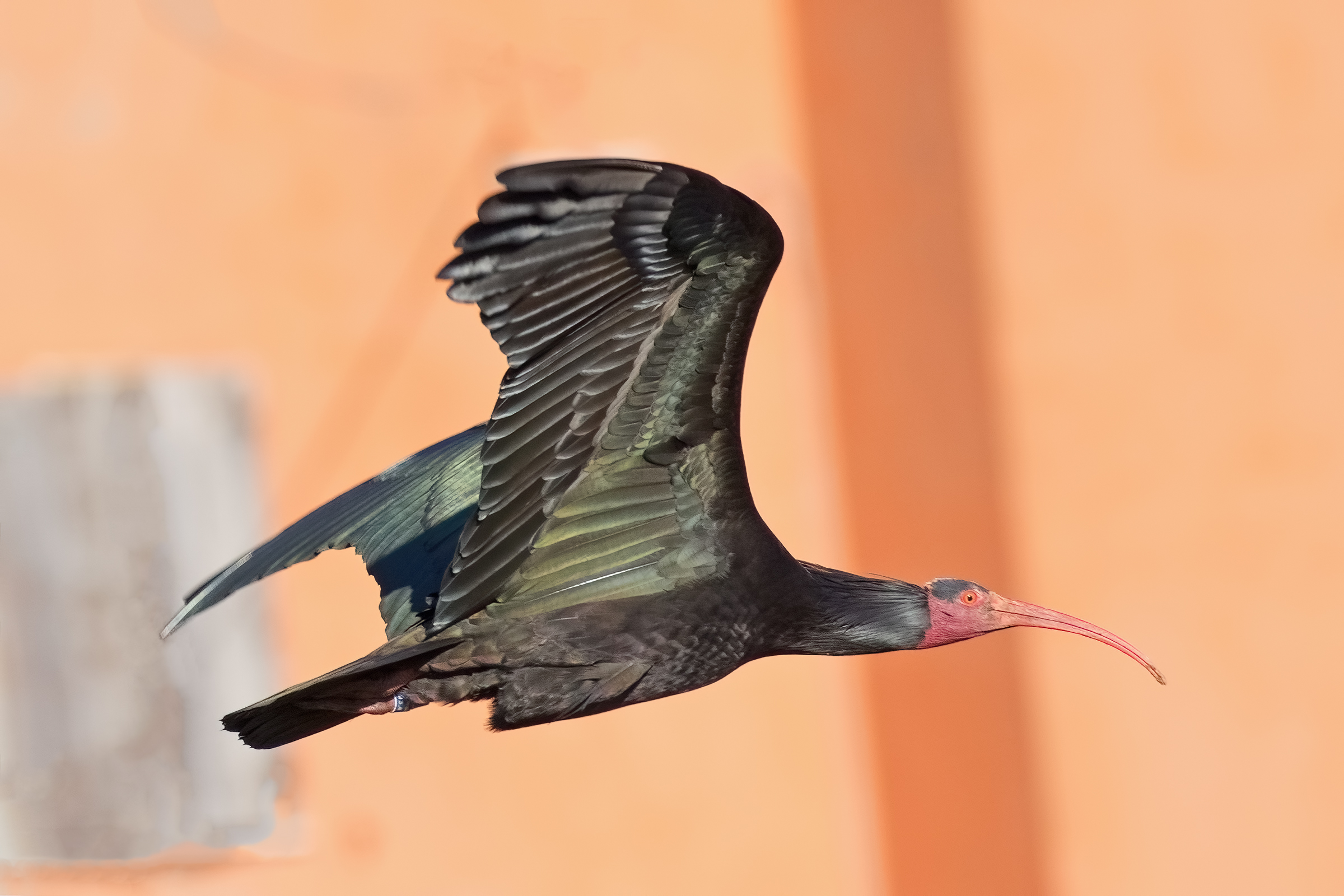 Ibis Eremita in Volo