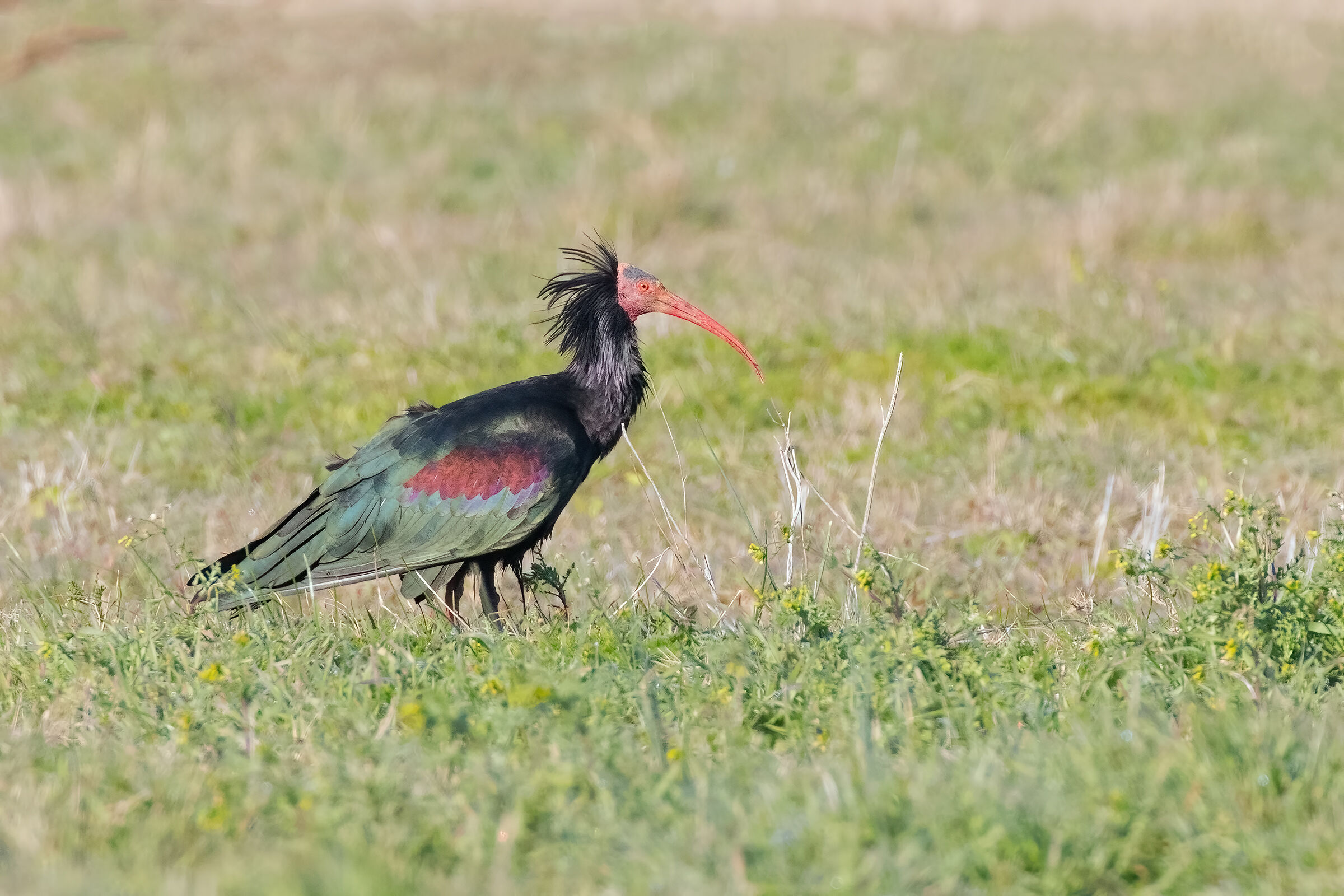 Ibis Eremita