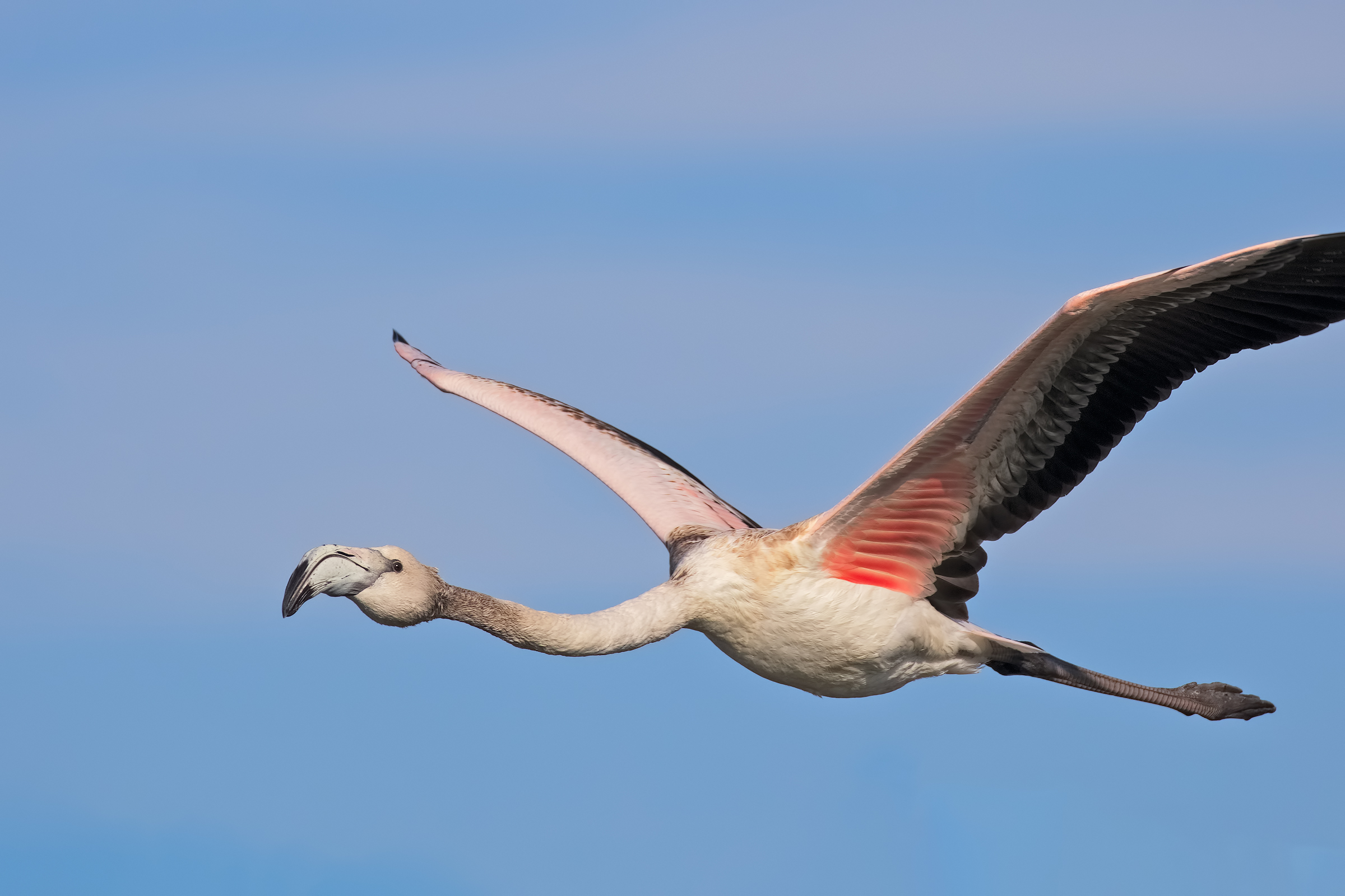 Incontro Ravvicinato