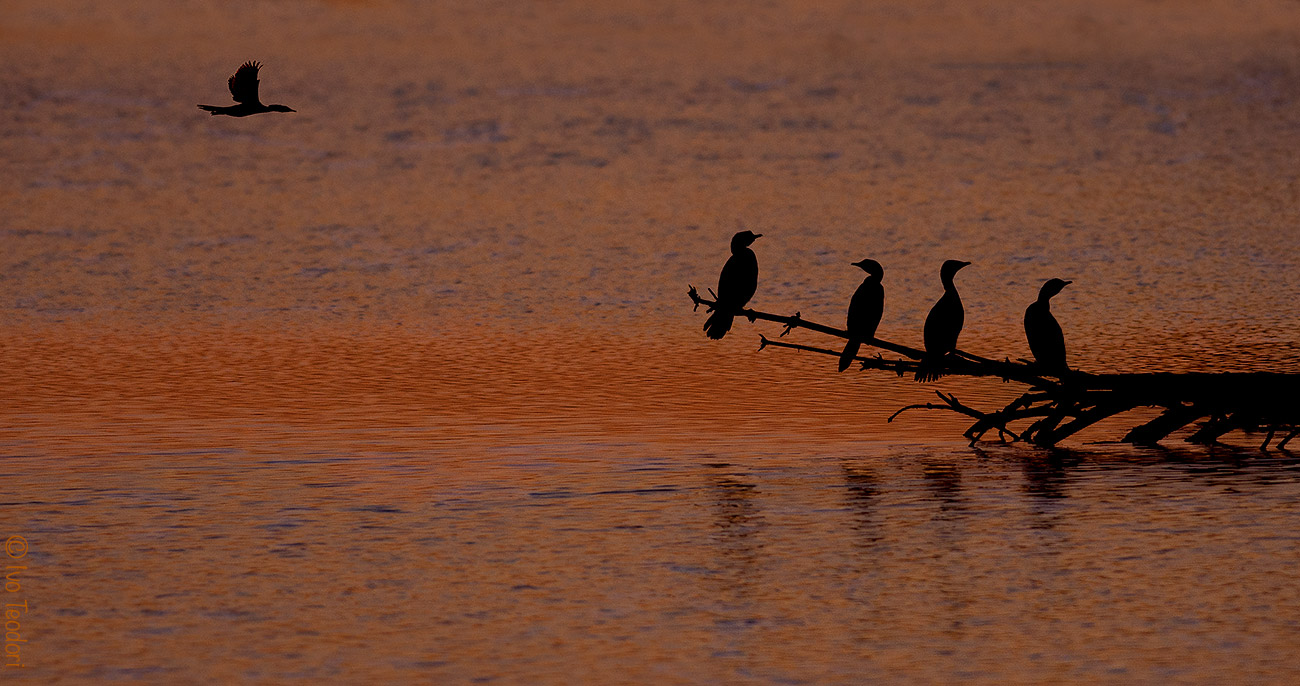 Bewitched by the sunset.