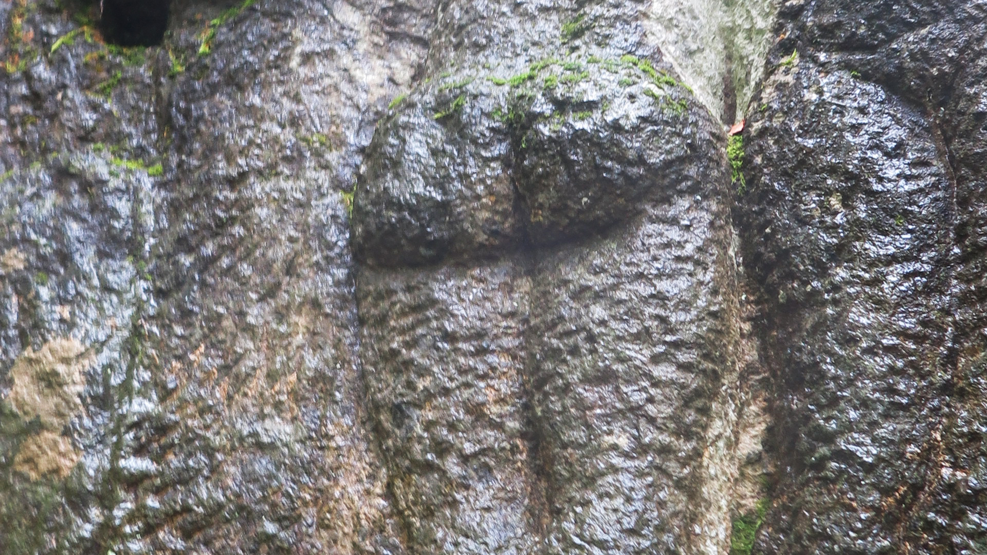 la fortuna