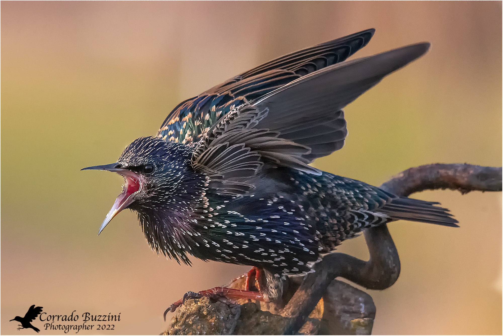 Starling