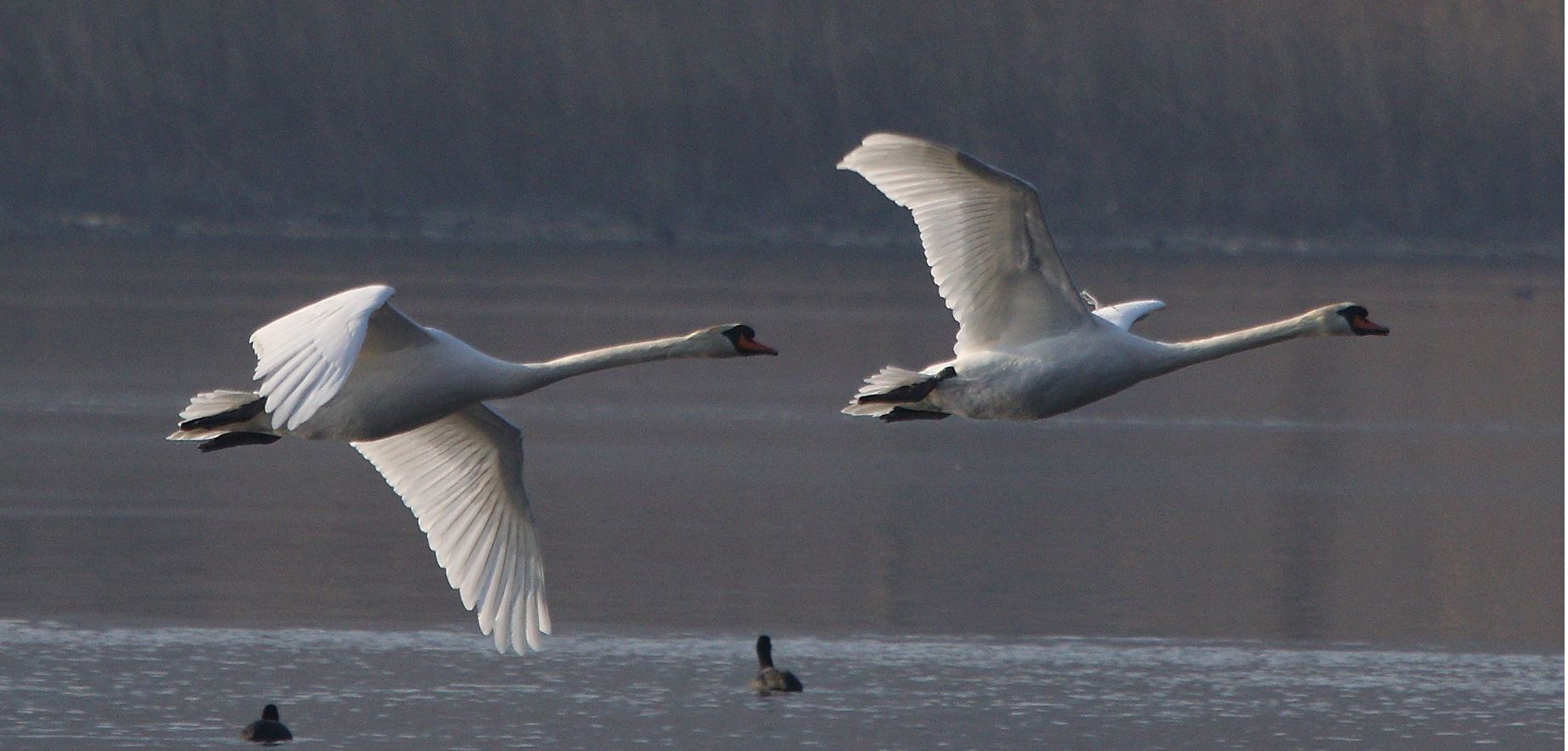 swans in flight