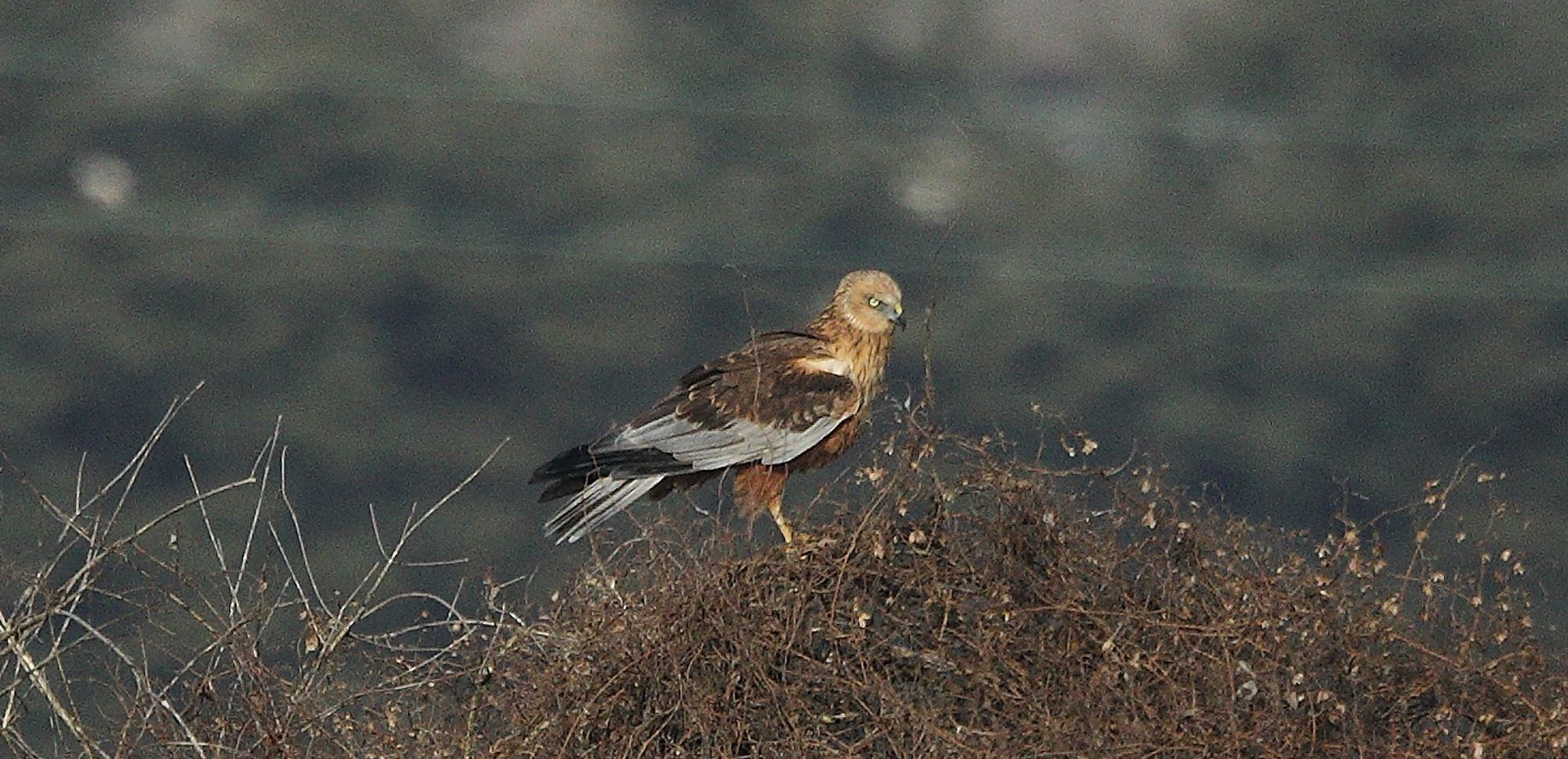 marsh falcon 21-01-2022