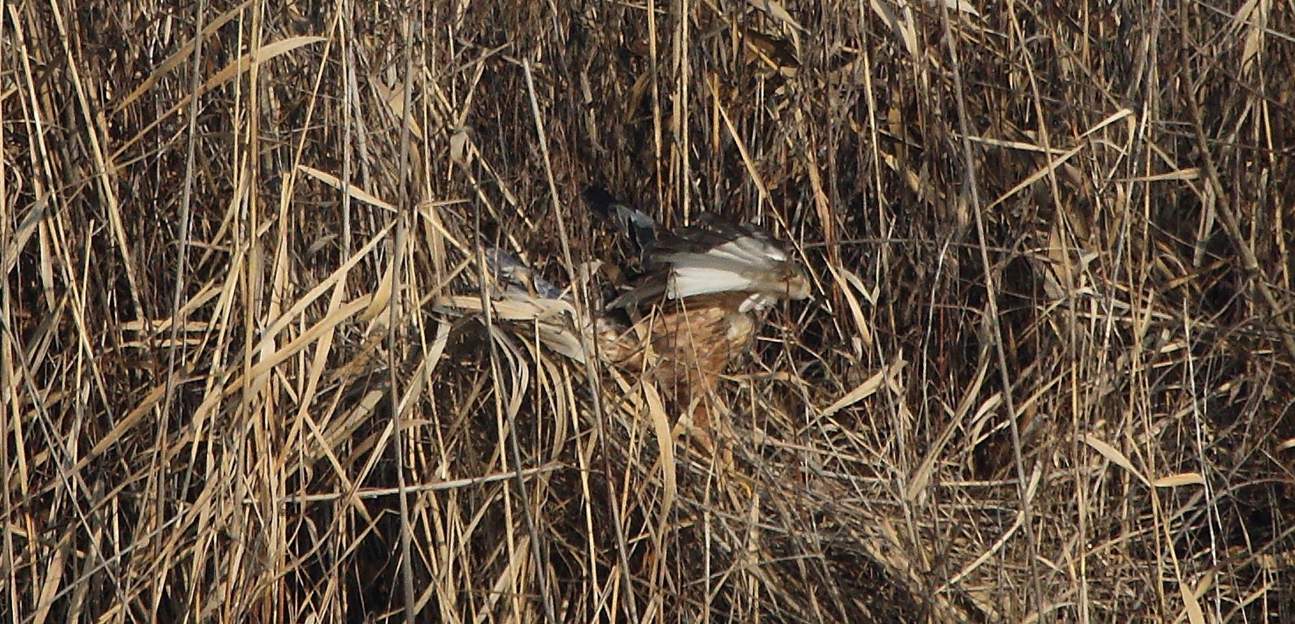 marsh falcon 21-01-2022