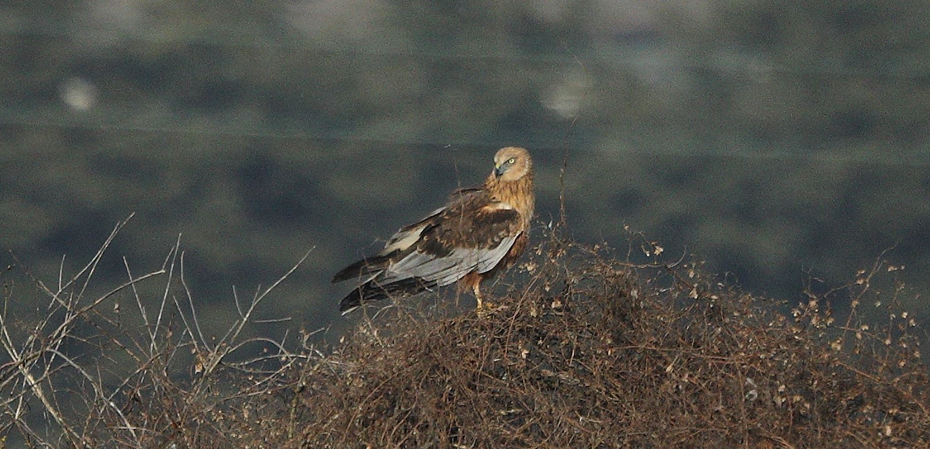 marsh falcon 21-01-2022