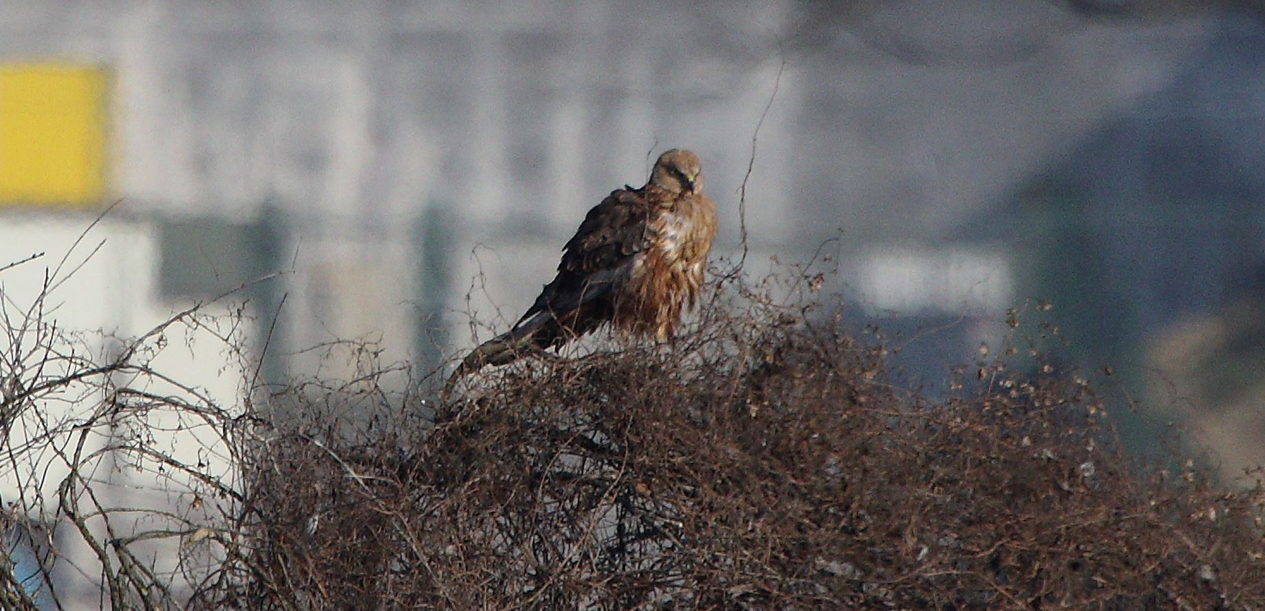 marsh falcon 23-01-2022
