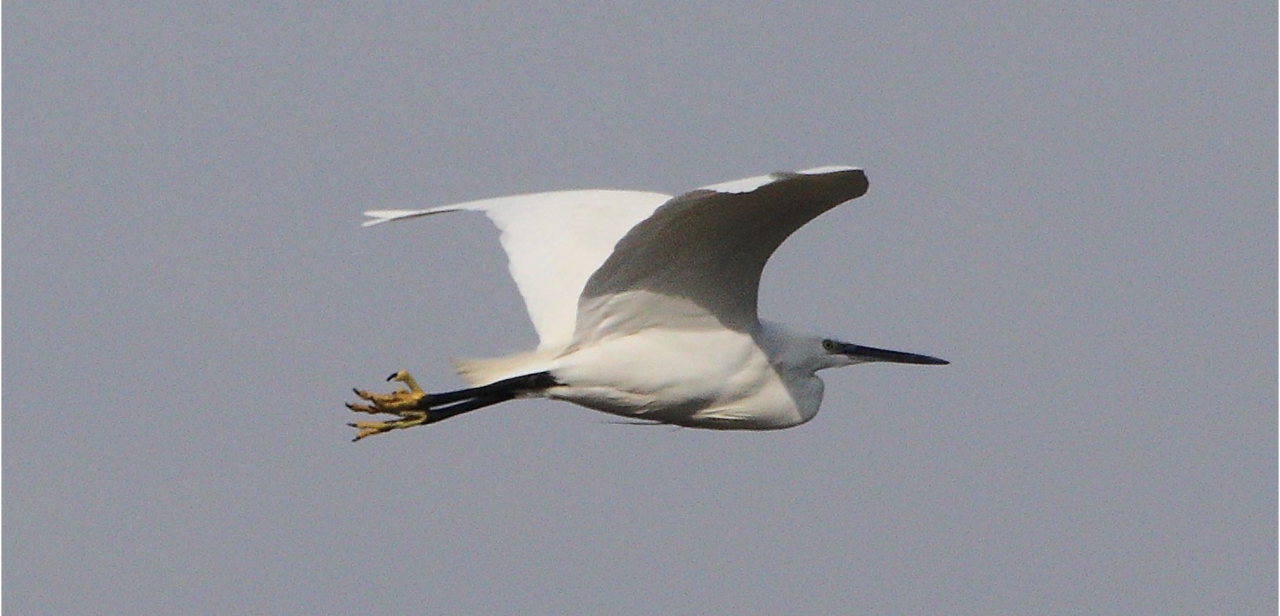 egret 27-01-2022