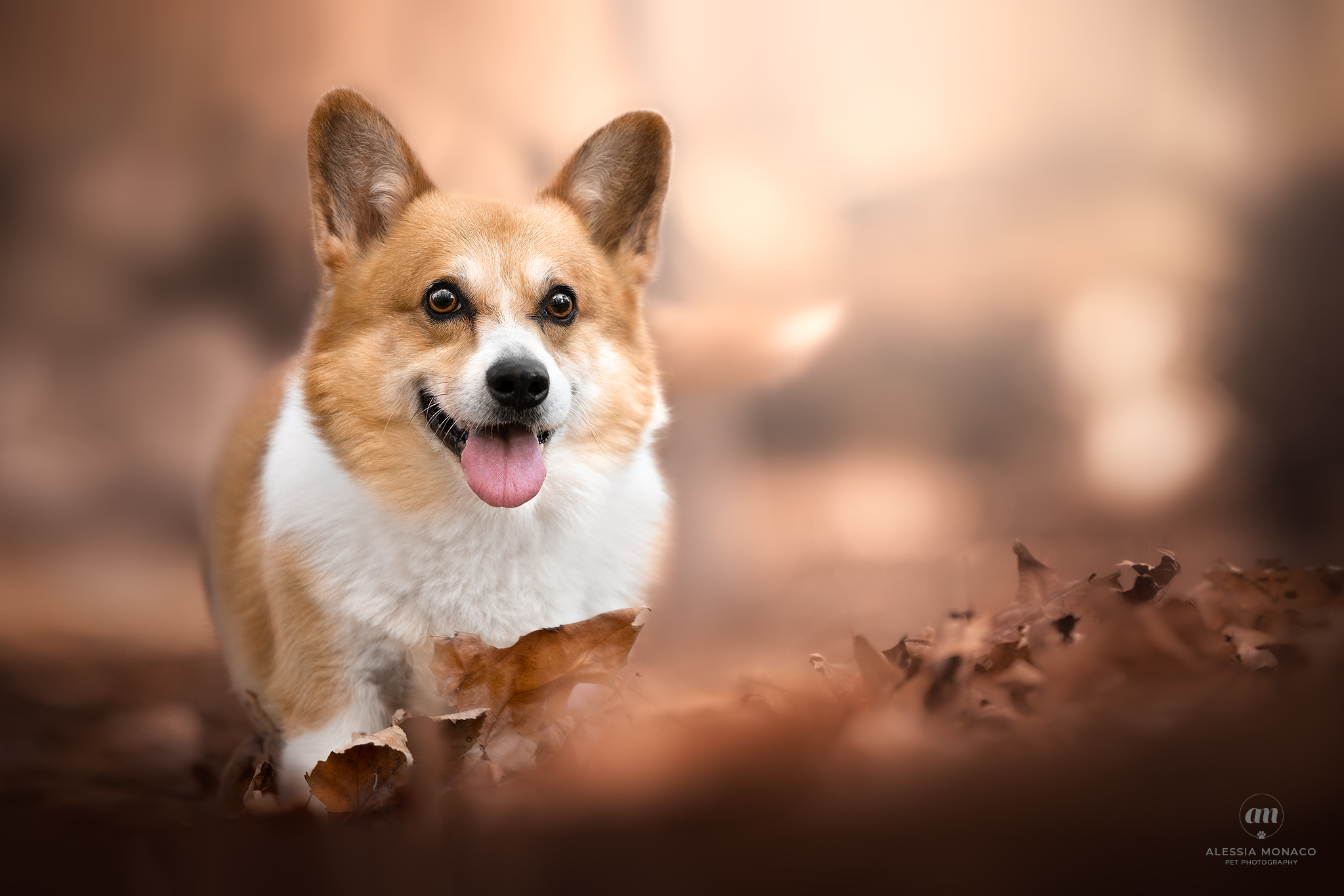 George the corgi