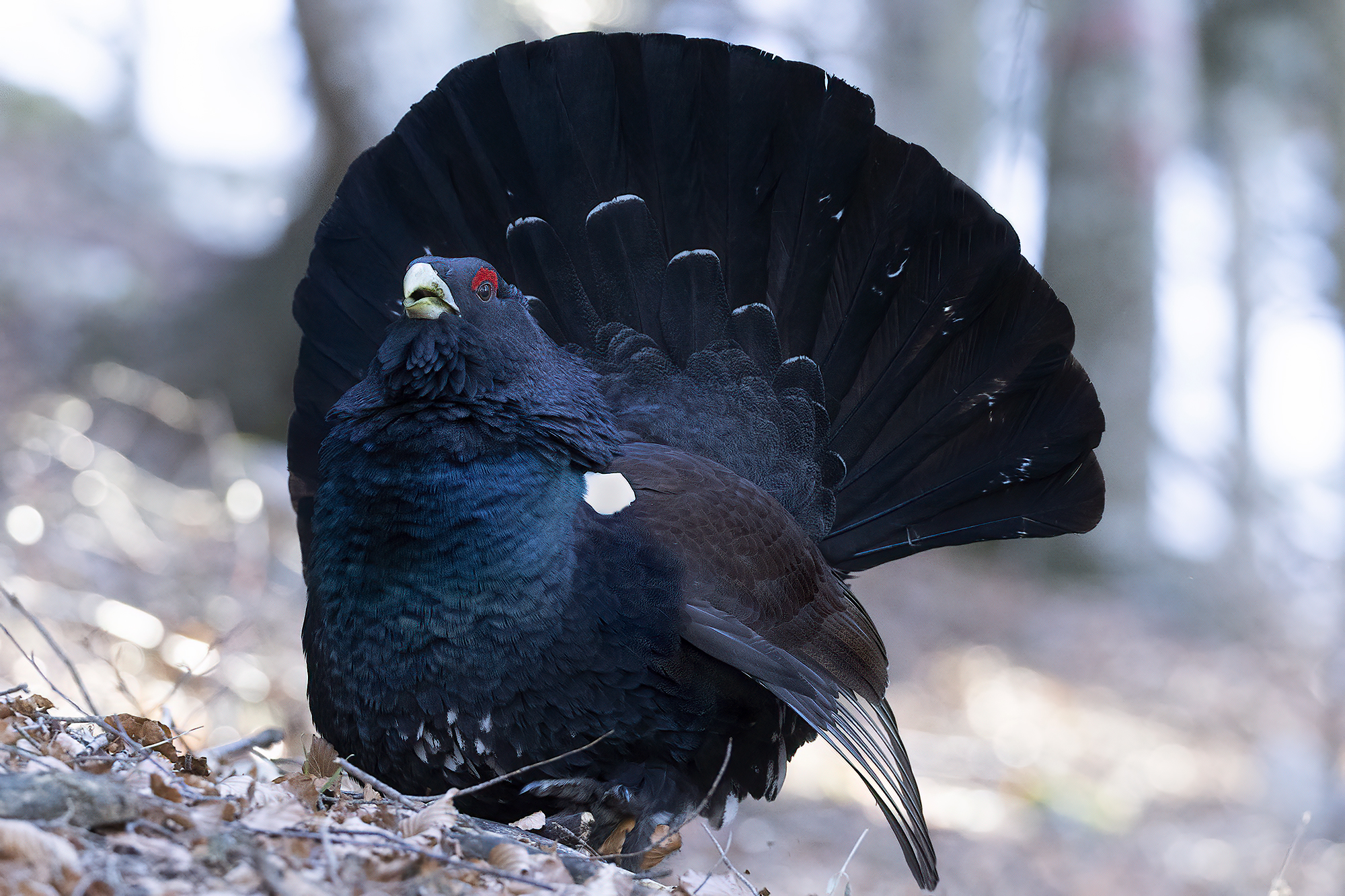 gallo cedrone a tutta ruota