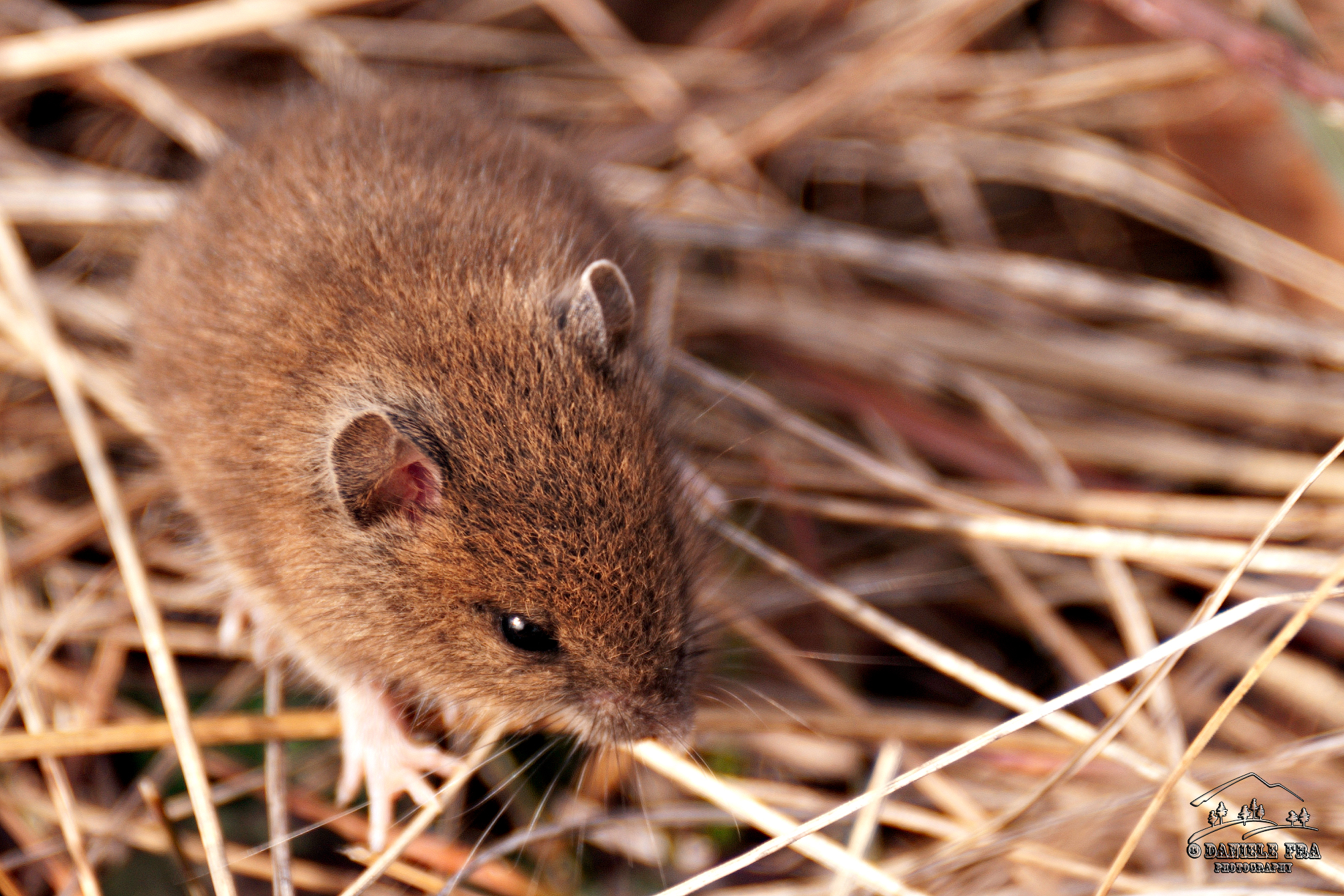 Field mouse