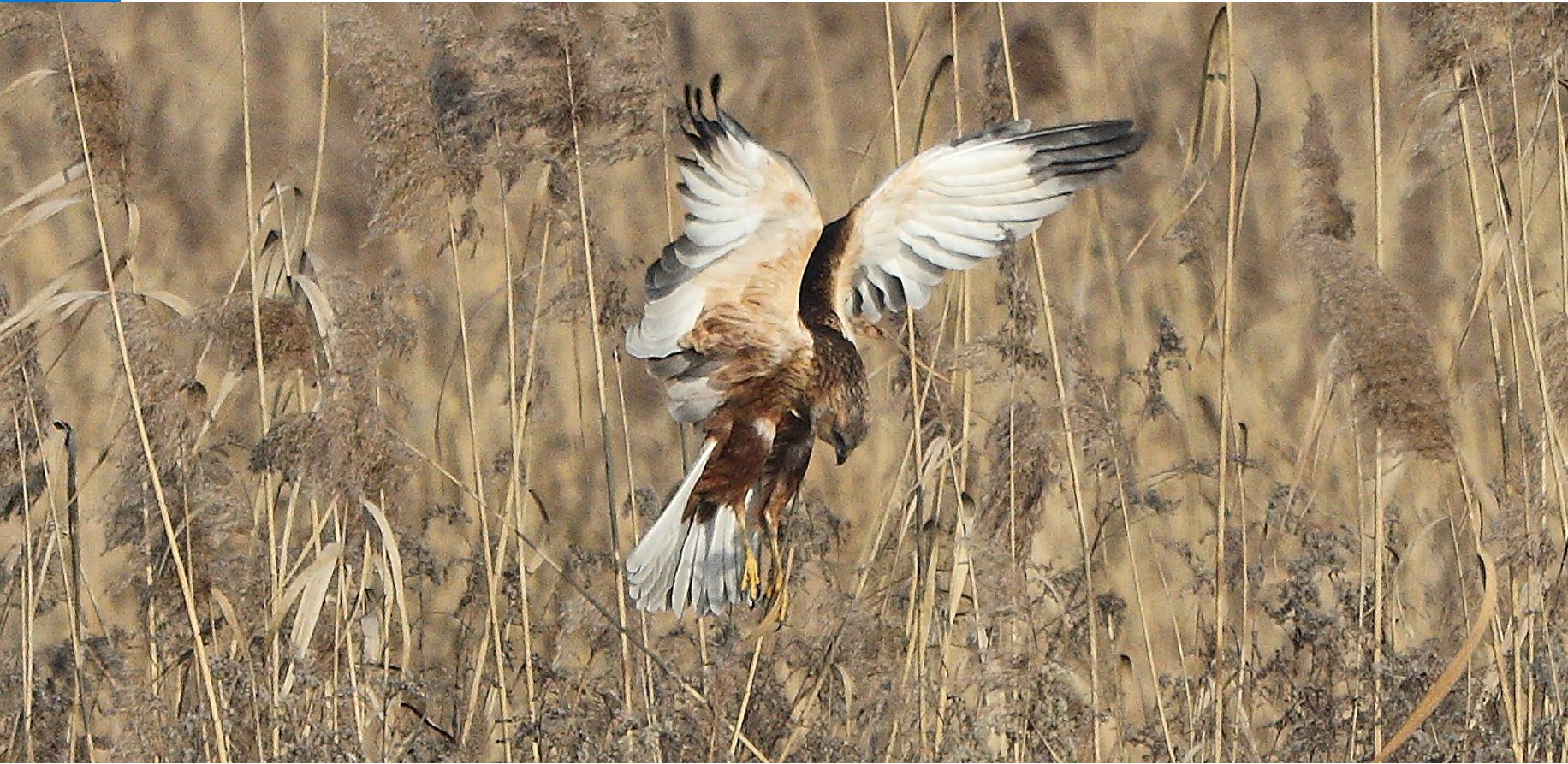 marsh falcon 21-01-2022