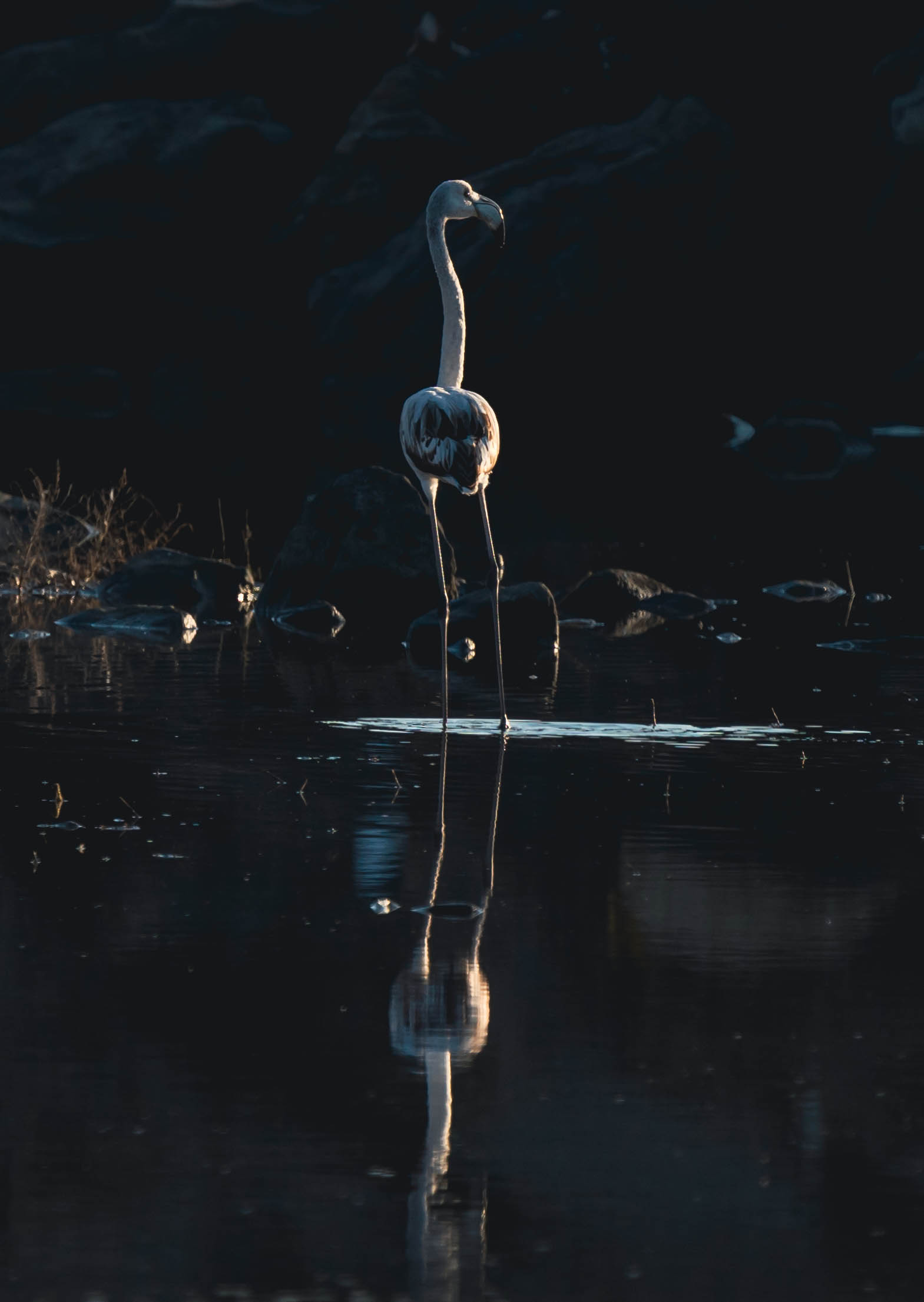 Untitled Photo