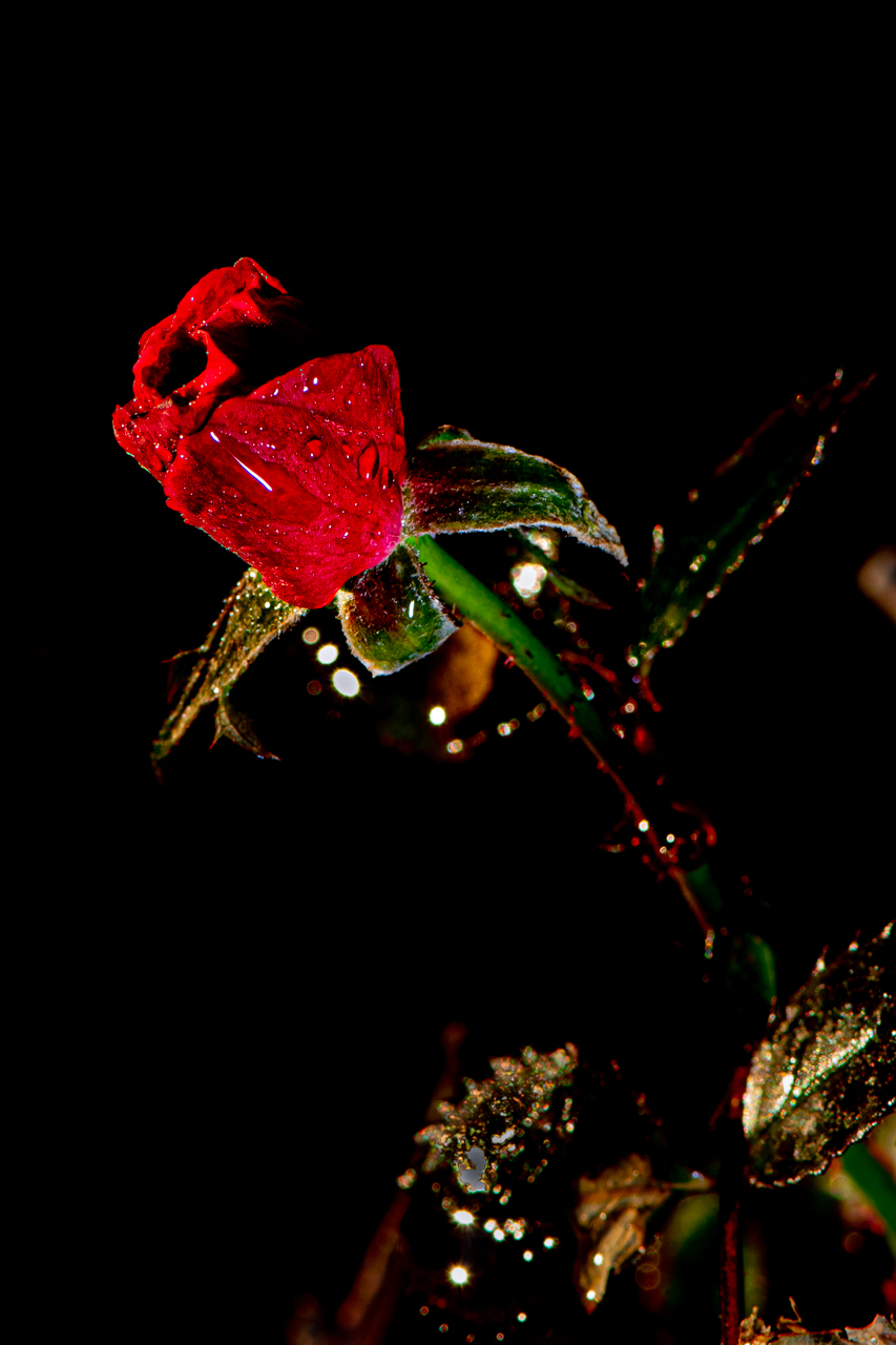 Rosa a Natale