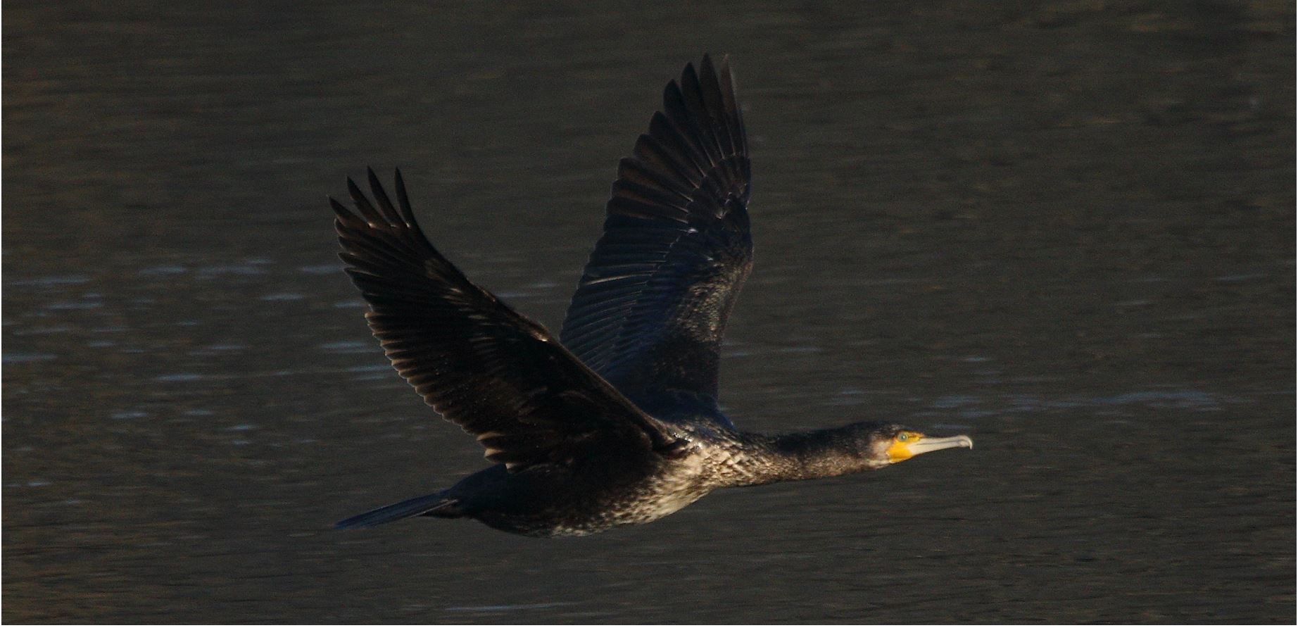 cormorant 22-01-2022