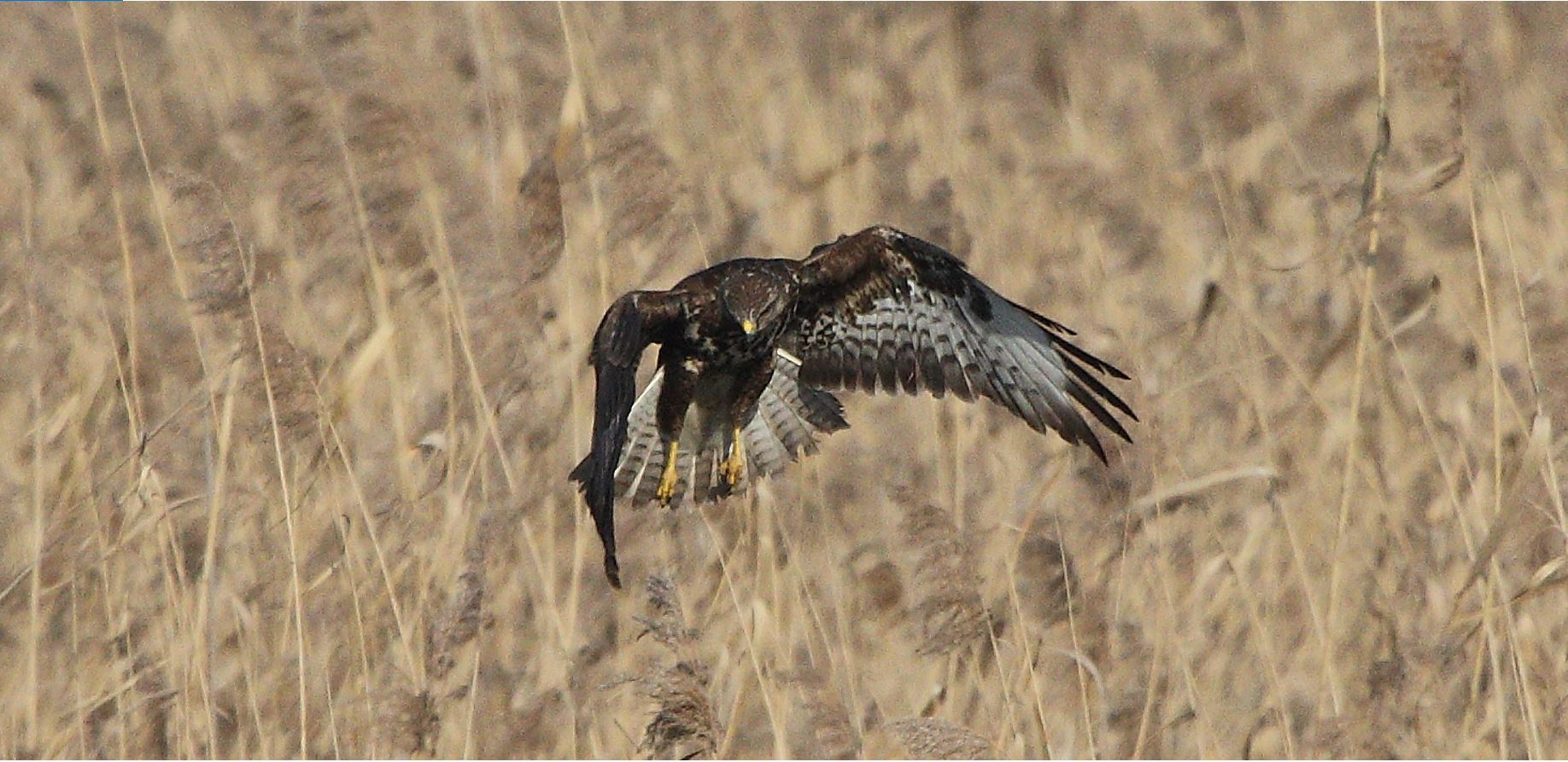 Buteo 24-01-2022