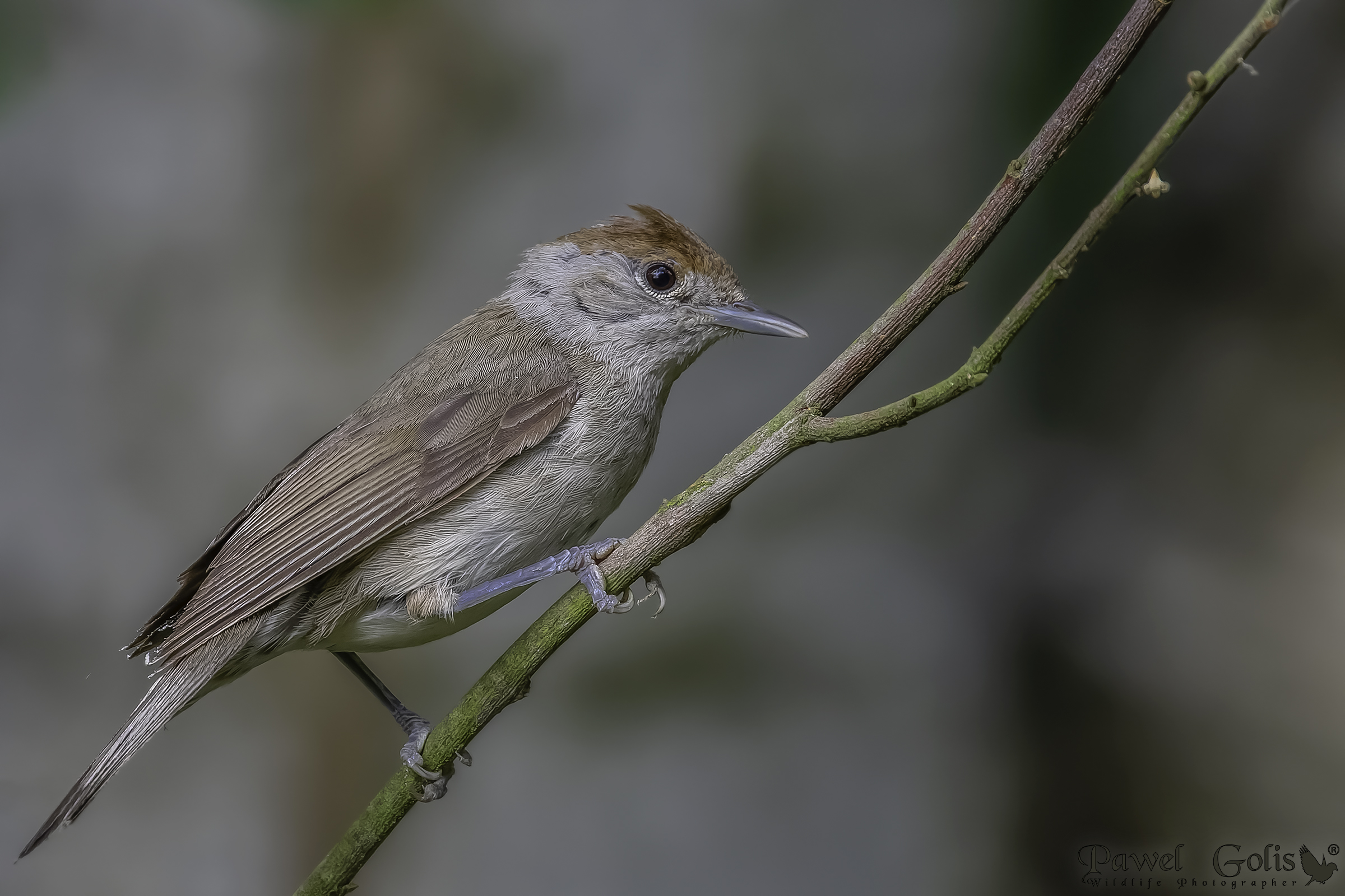 Caponera eurasiatica (Sylvia atricapilla)